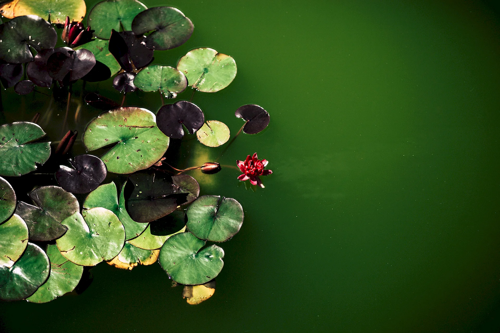 Water Lily Pad Leaves Wallpaper