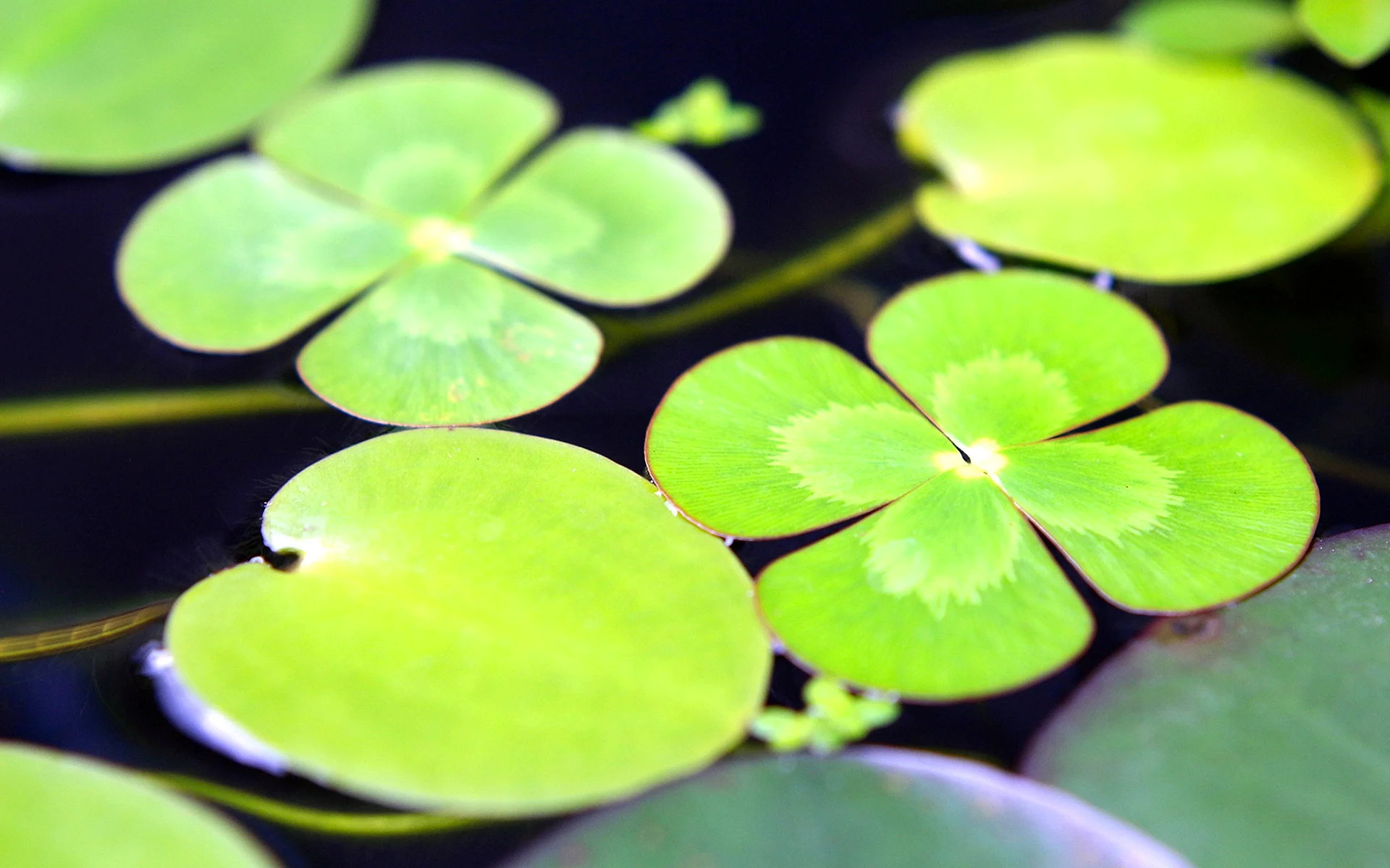 Water Lily Pad Leaves Wallpaper