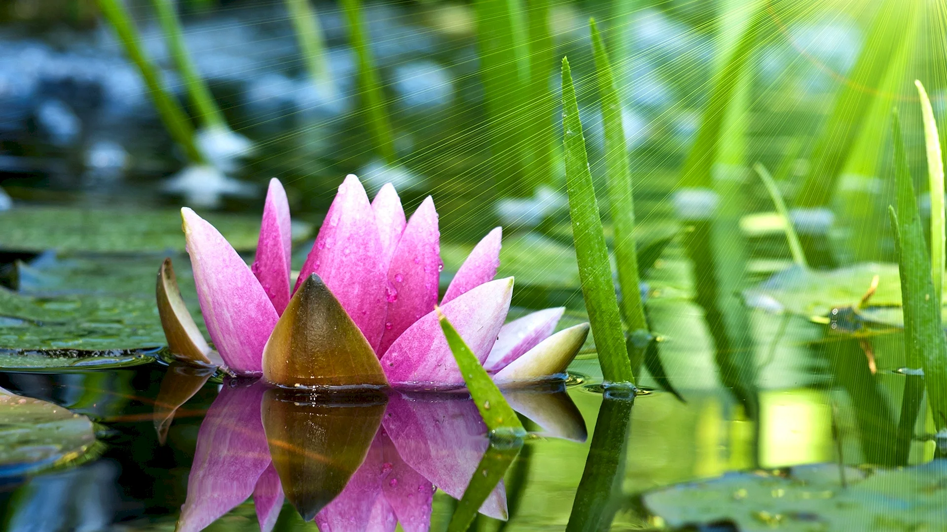 Water Lily Pond Wallpaper