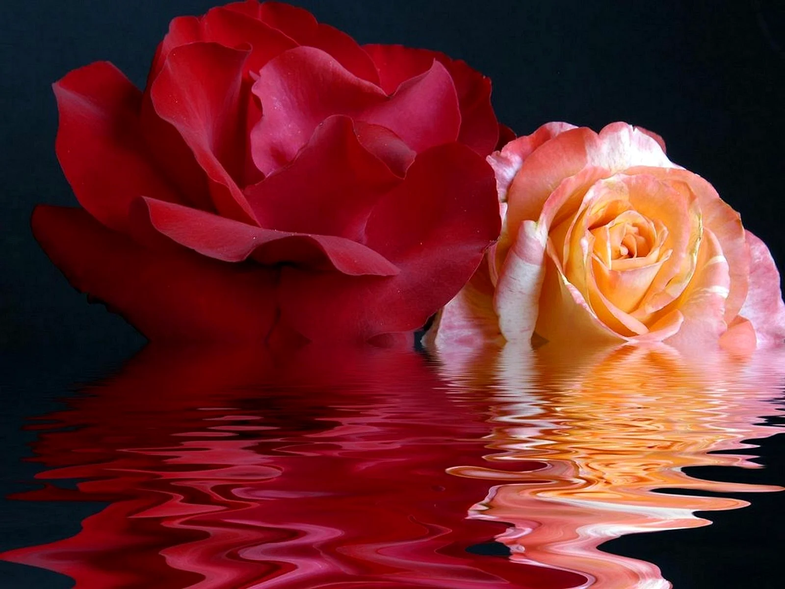 Water Rose Flower Wallpaper