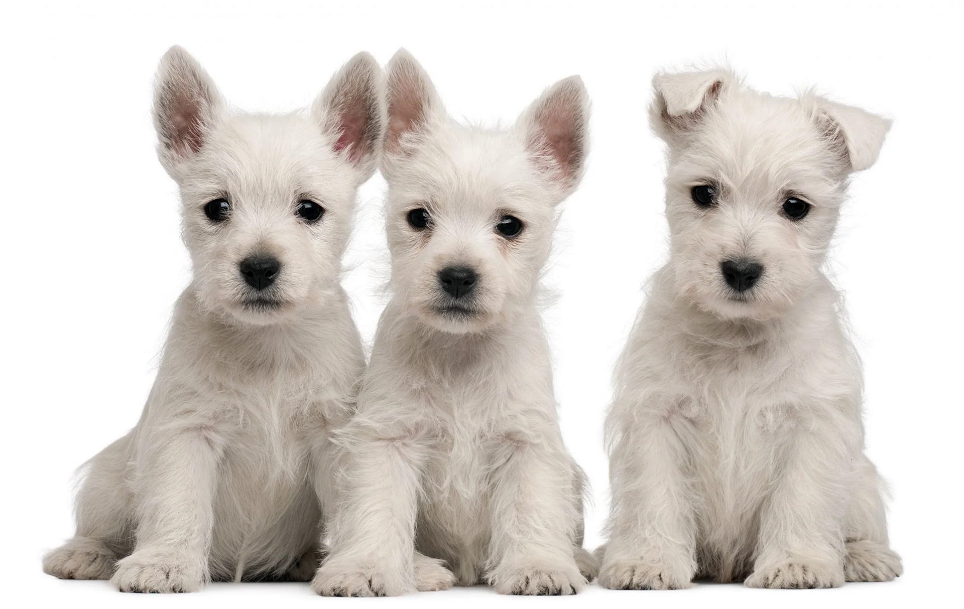 West Highland White Terrier Wallpaper
