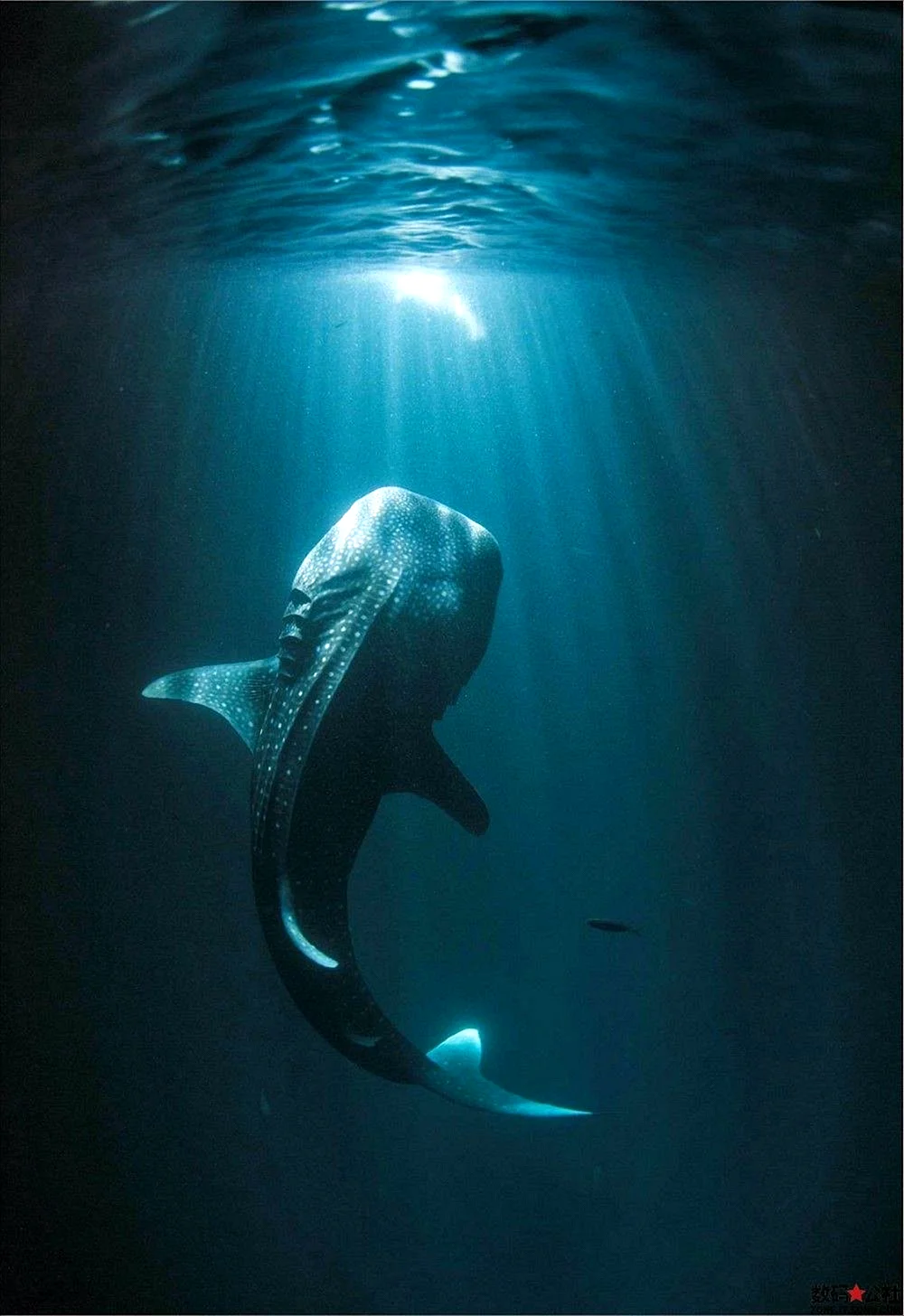 Whale Wallpaper For iPhone