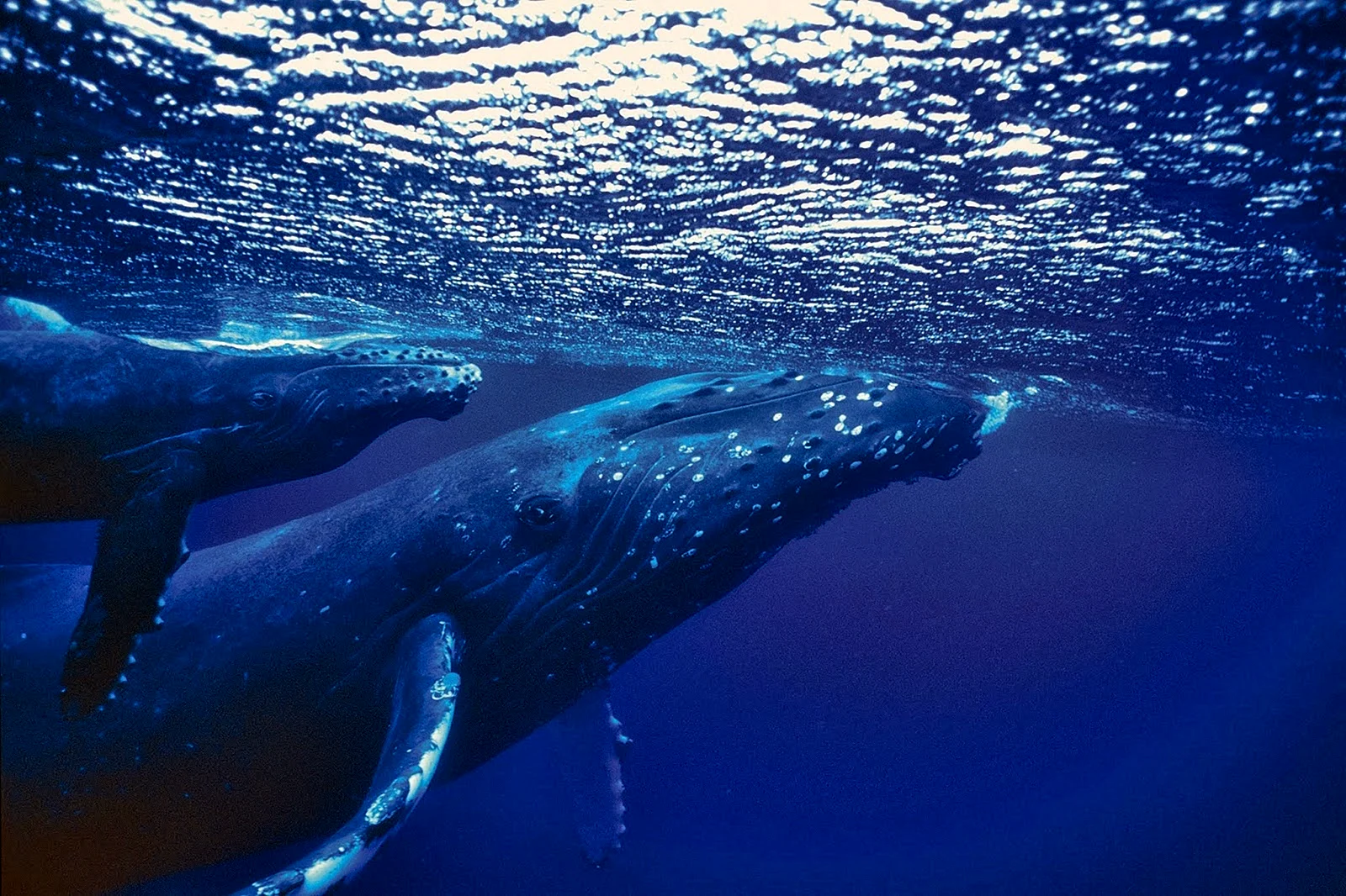 Whale Underwater Wallpaper