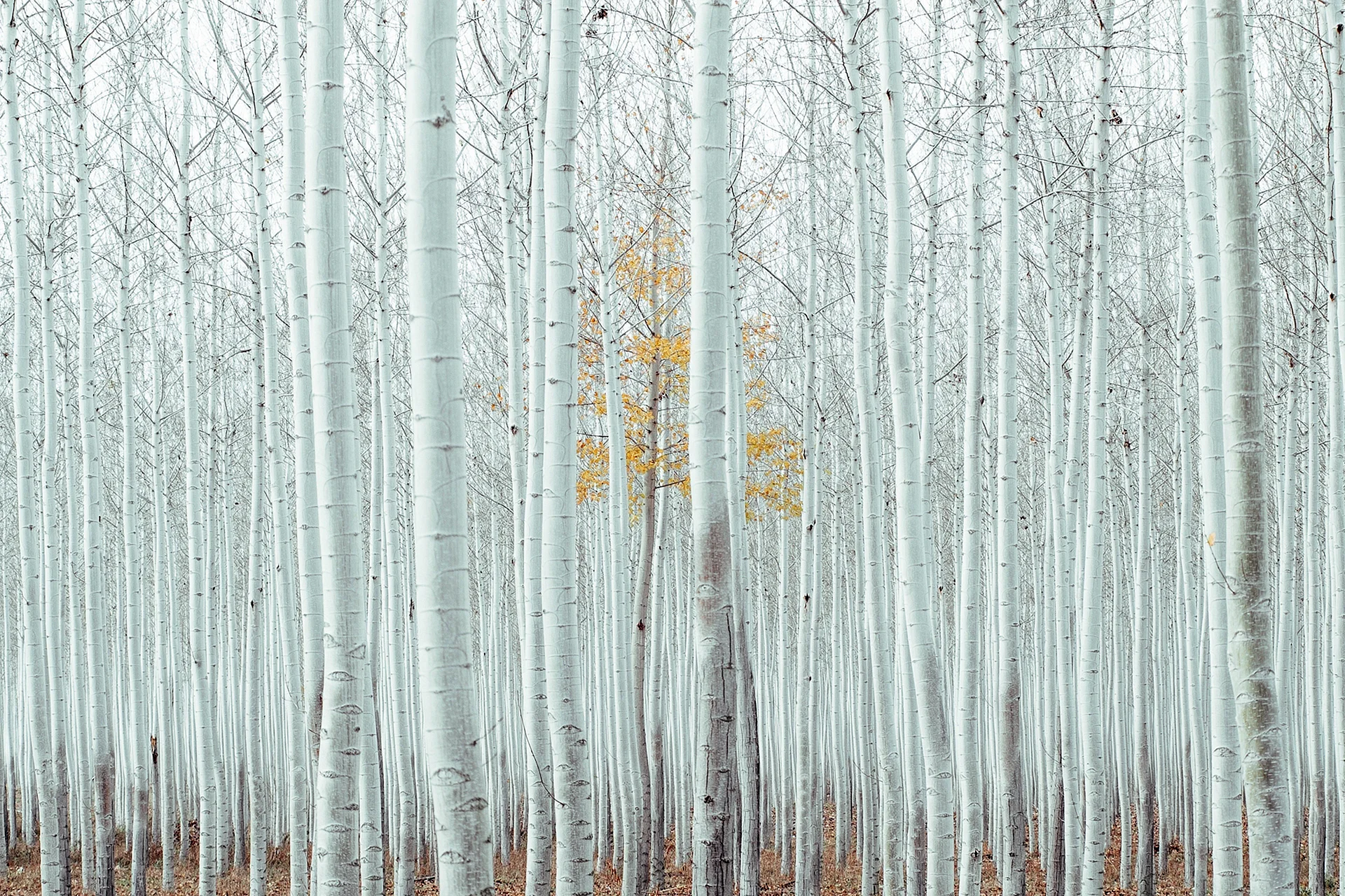 White Birch Wallpaper