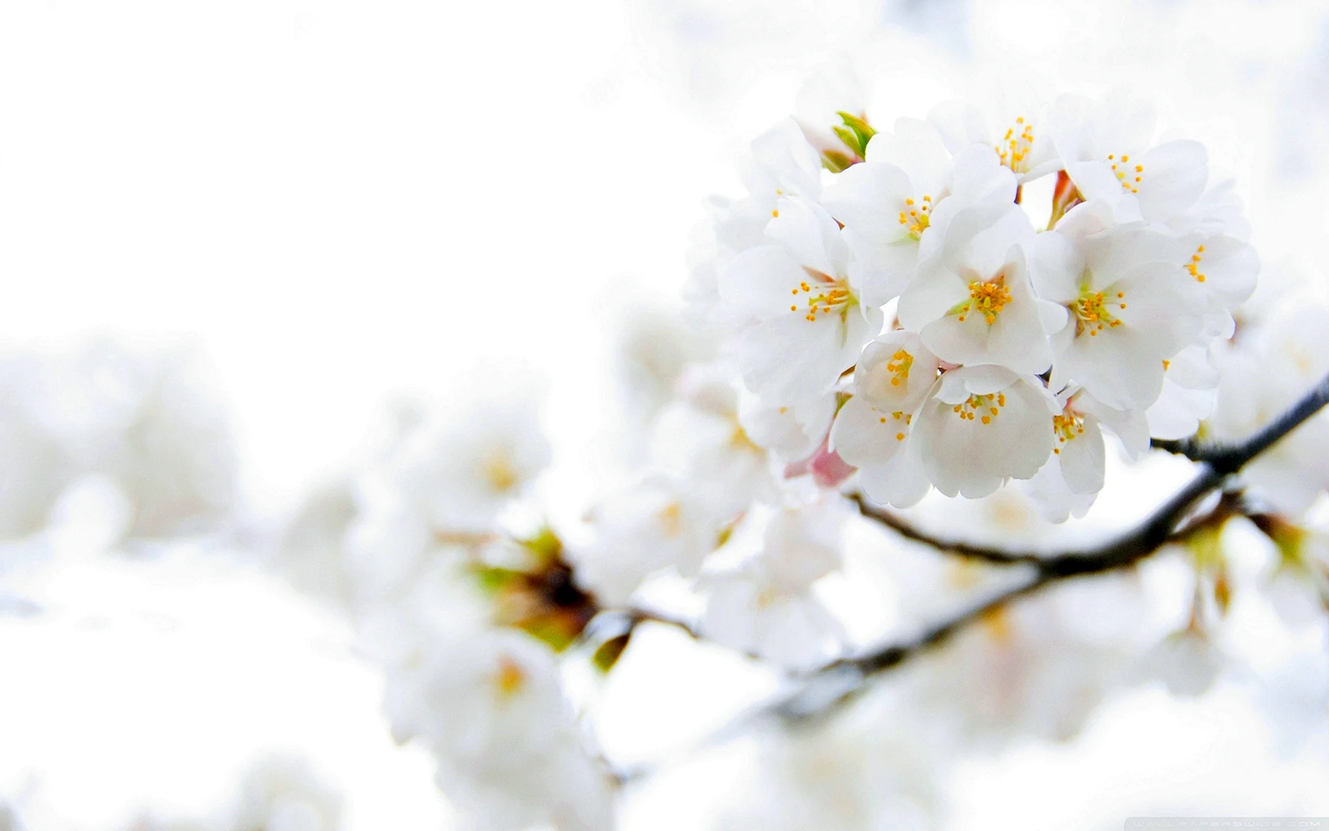 White Blossom Wallpaper