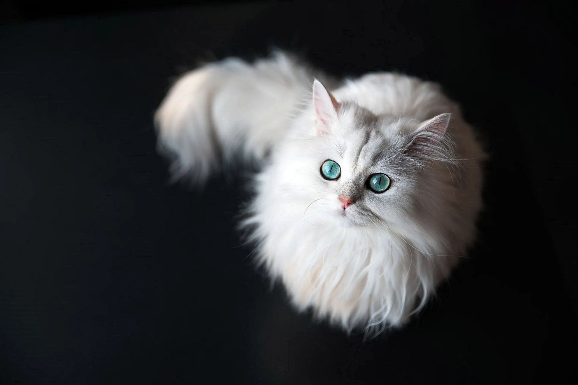 White Cat Wallpaper