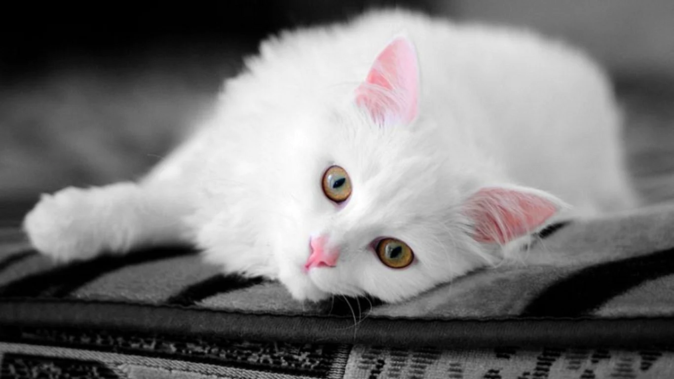 White Cat 4K Wallpaper