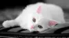 White Cat 4K Wallpaper