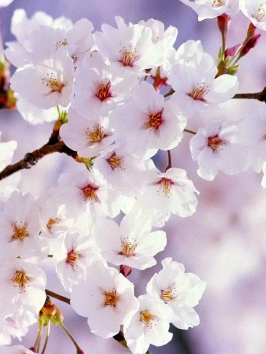 White Cherry Blossom Wallpaper