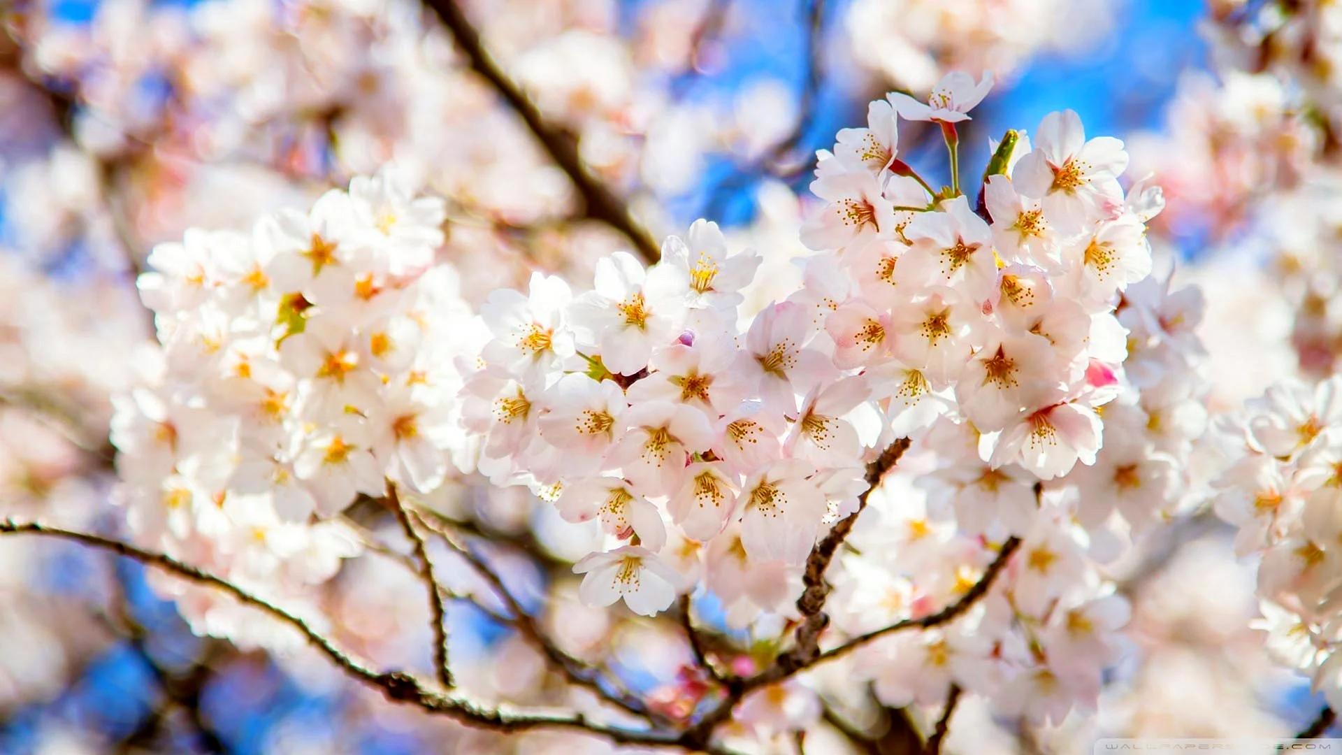 White Cherry Blossom Wallpaper