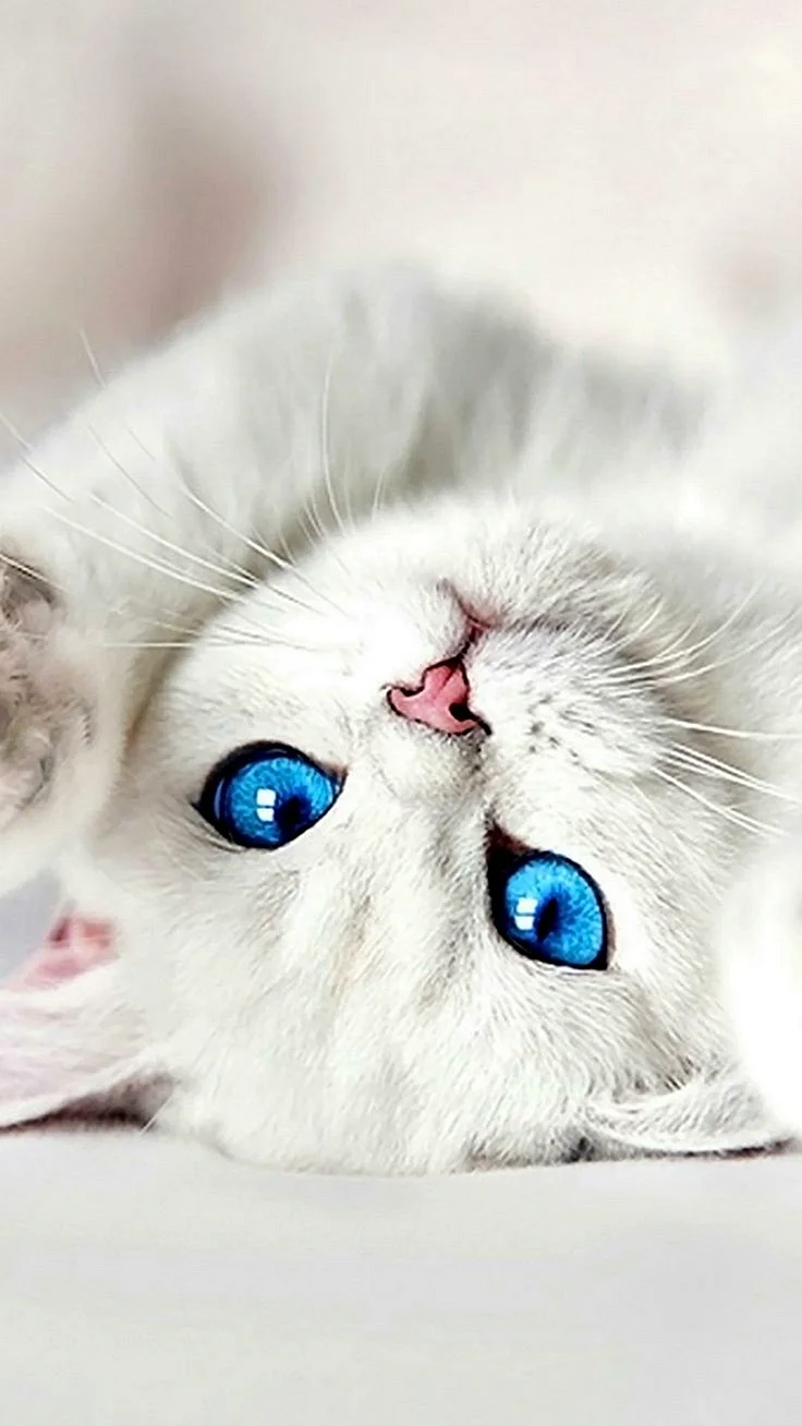 White Cute Cat Wallpaper For iPhone