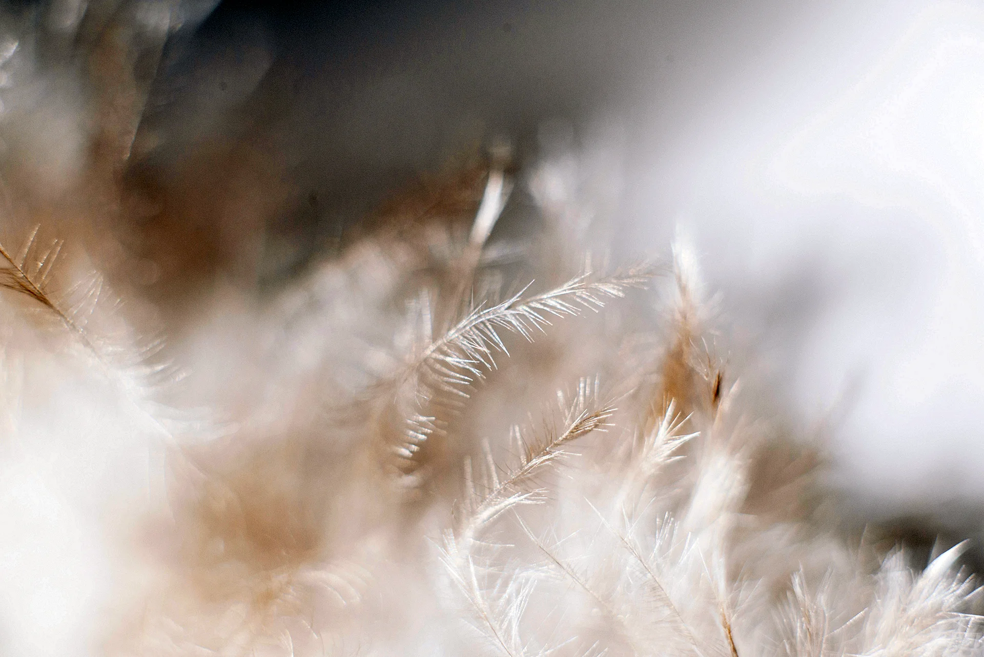 White Feather Wallpaper