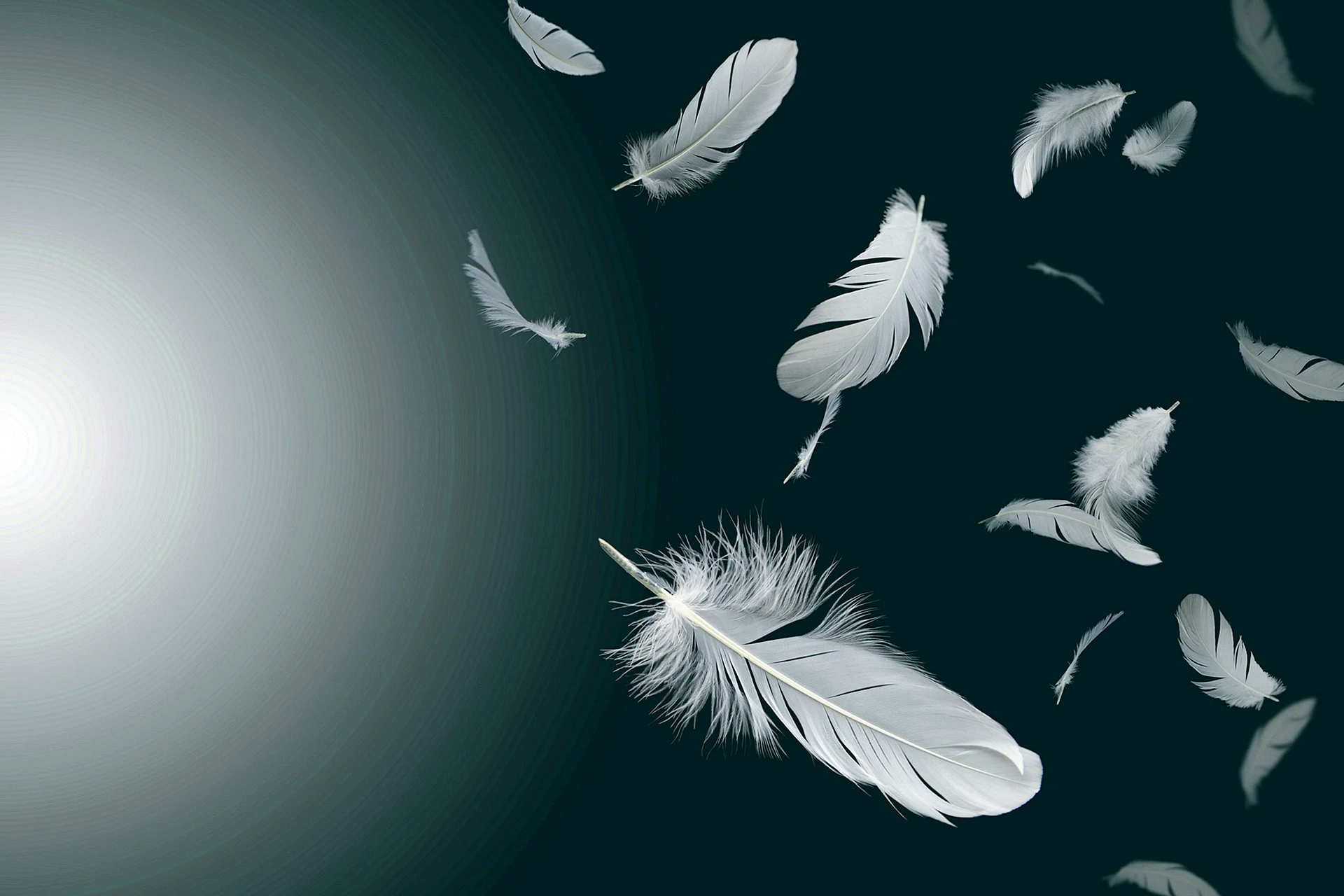 White Feather Background Wallpaper