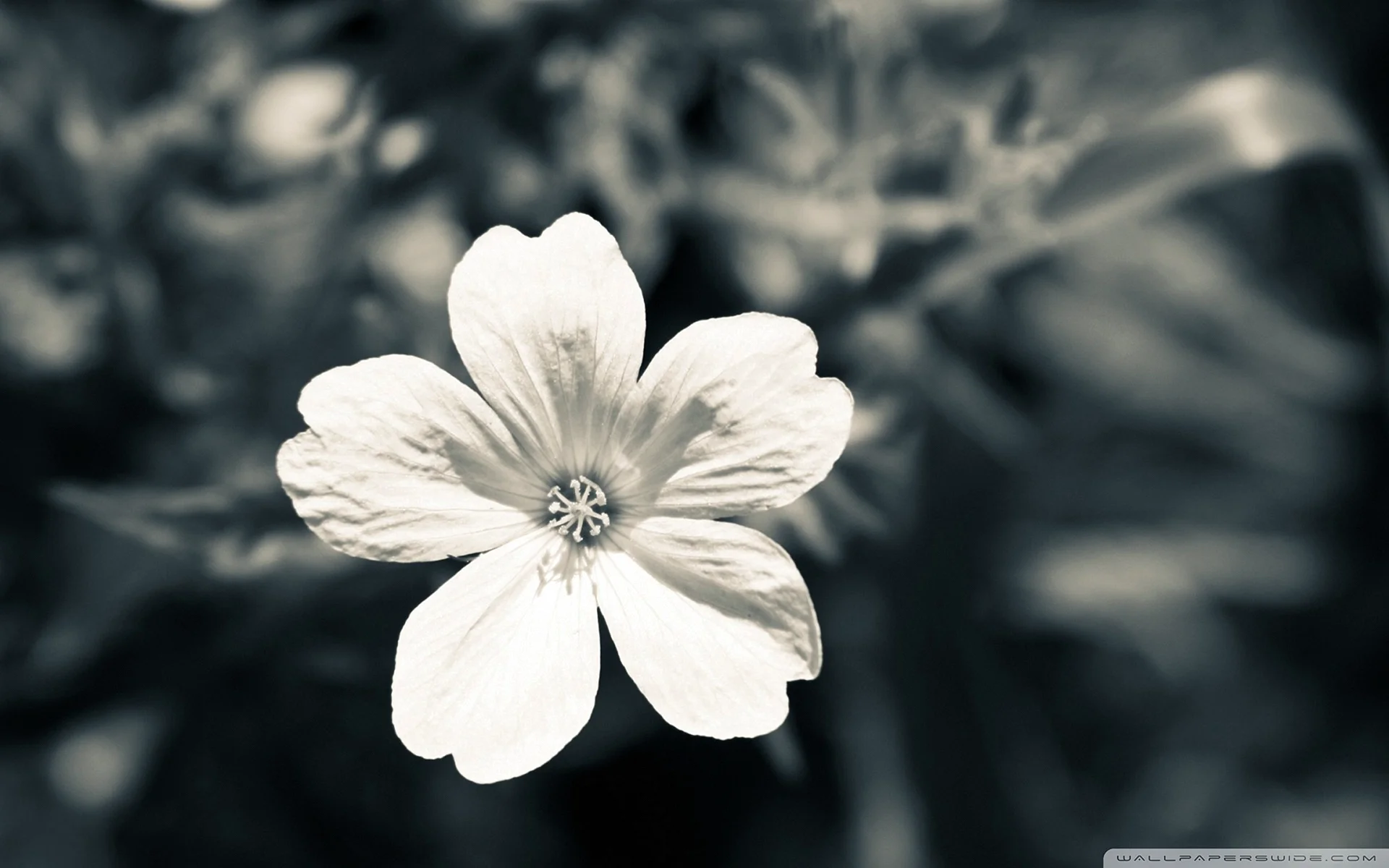 White Flower Wallpaper