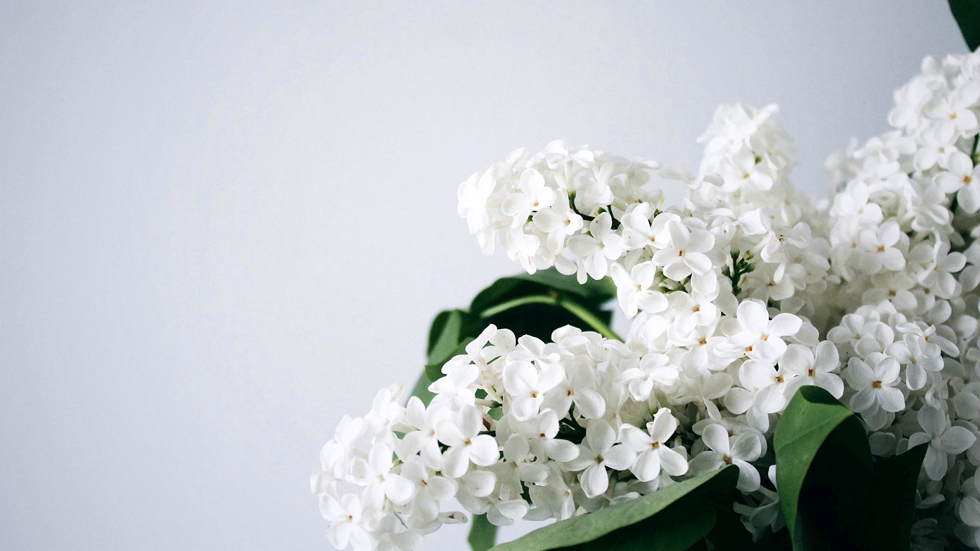 White Flower Wallpaper