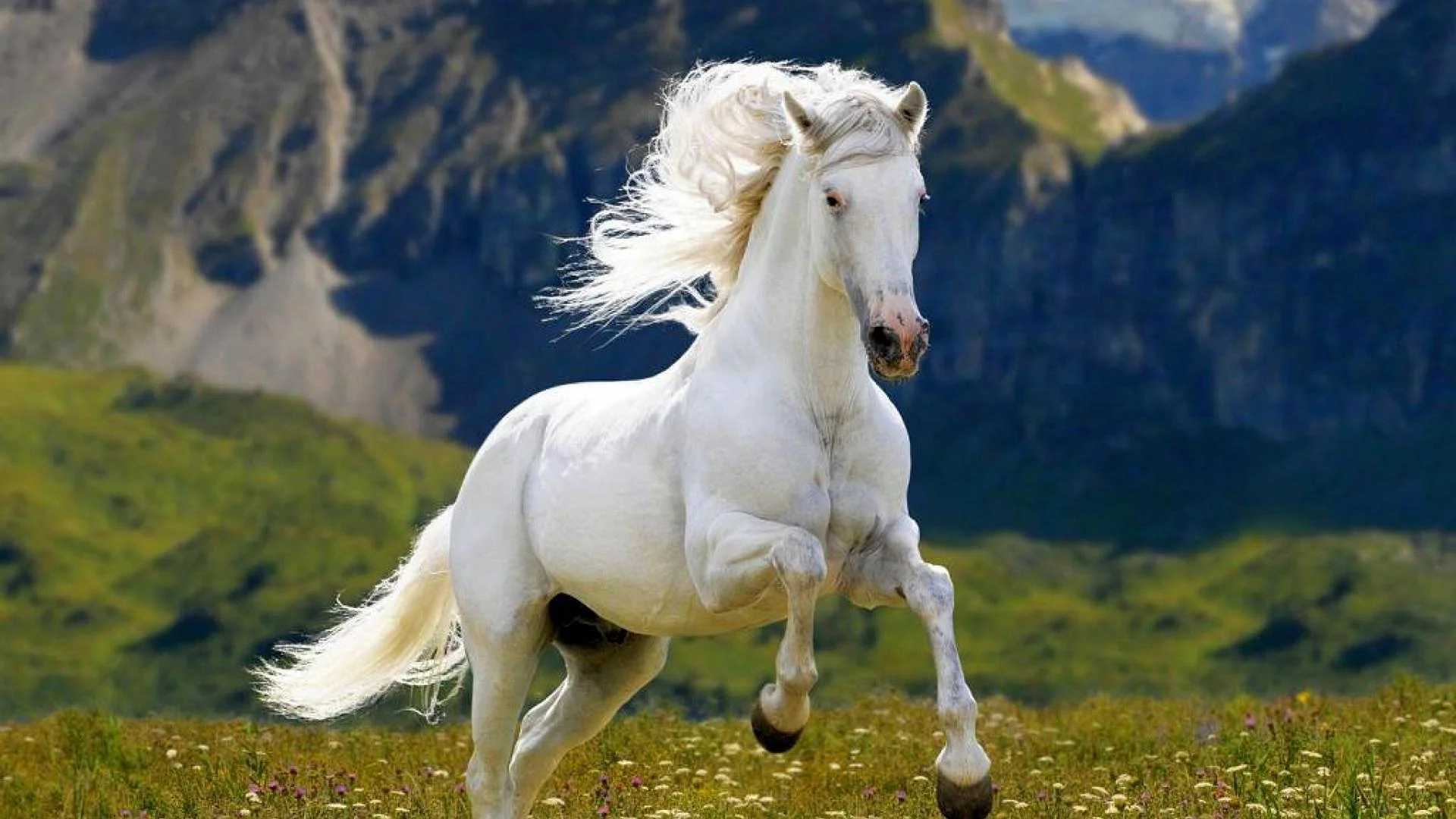 White Horse Wallpaper