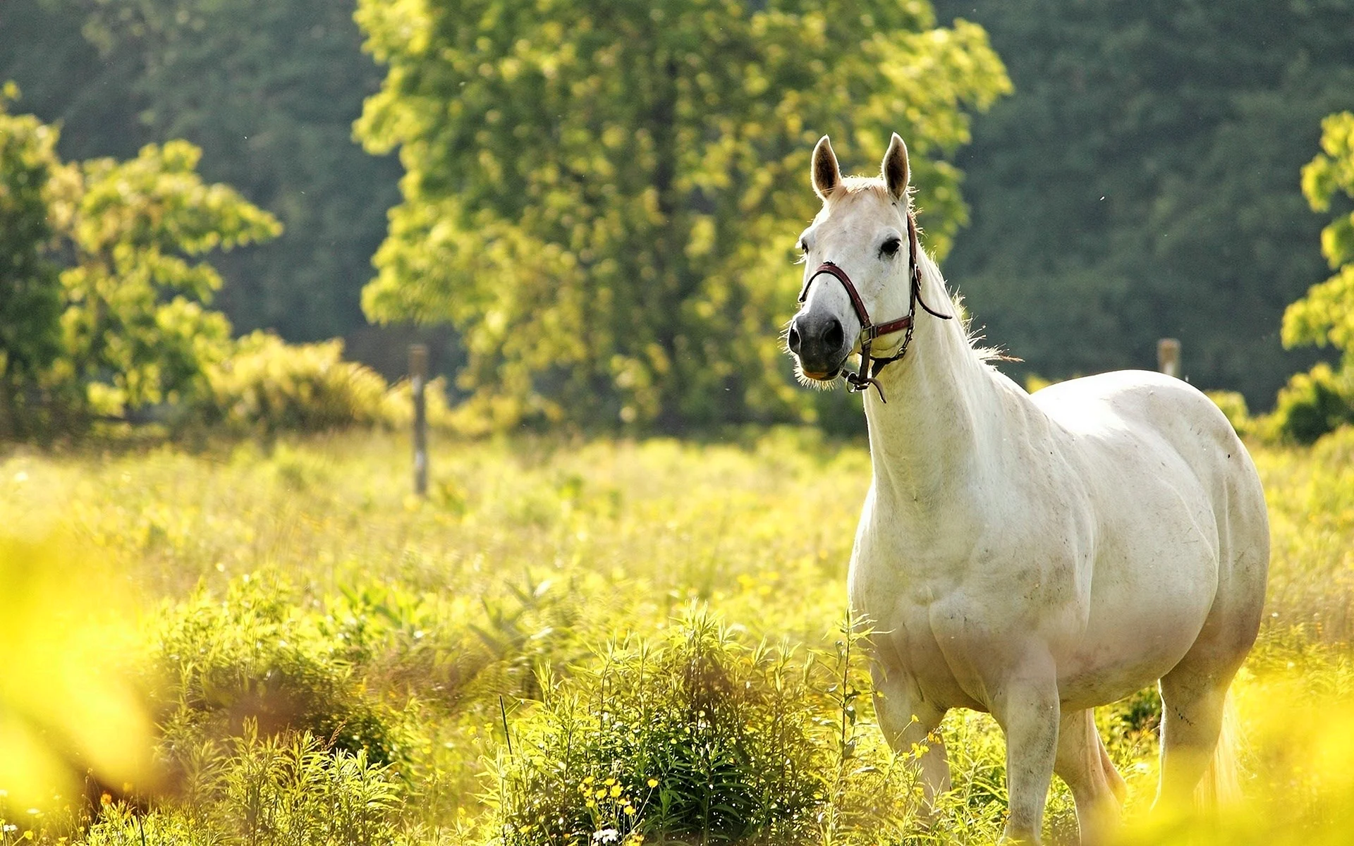 White Horse Wallpaper