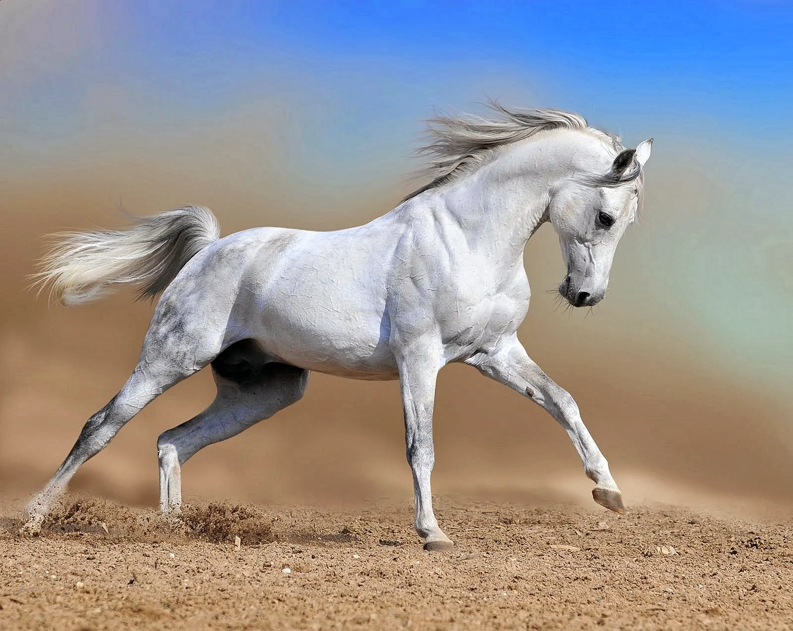 White Horse Wallpaper