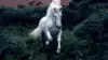 White Horse jumping Wallpaper