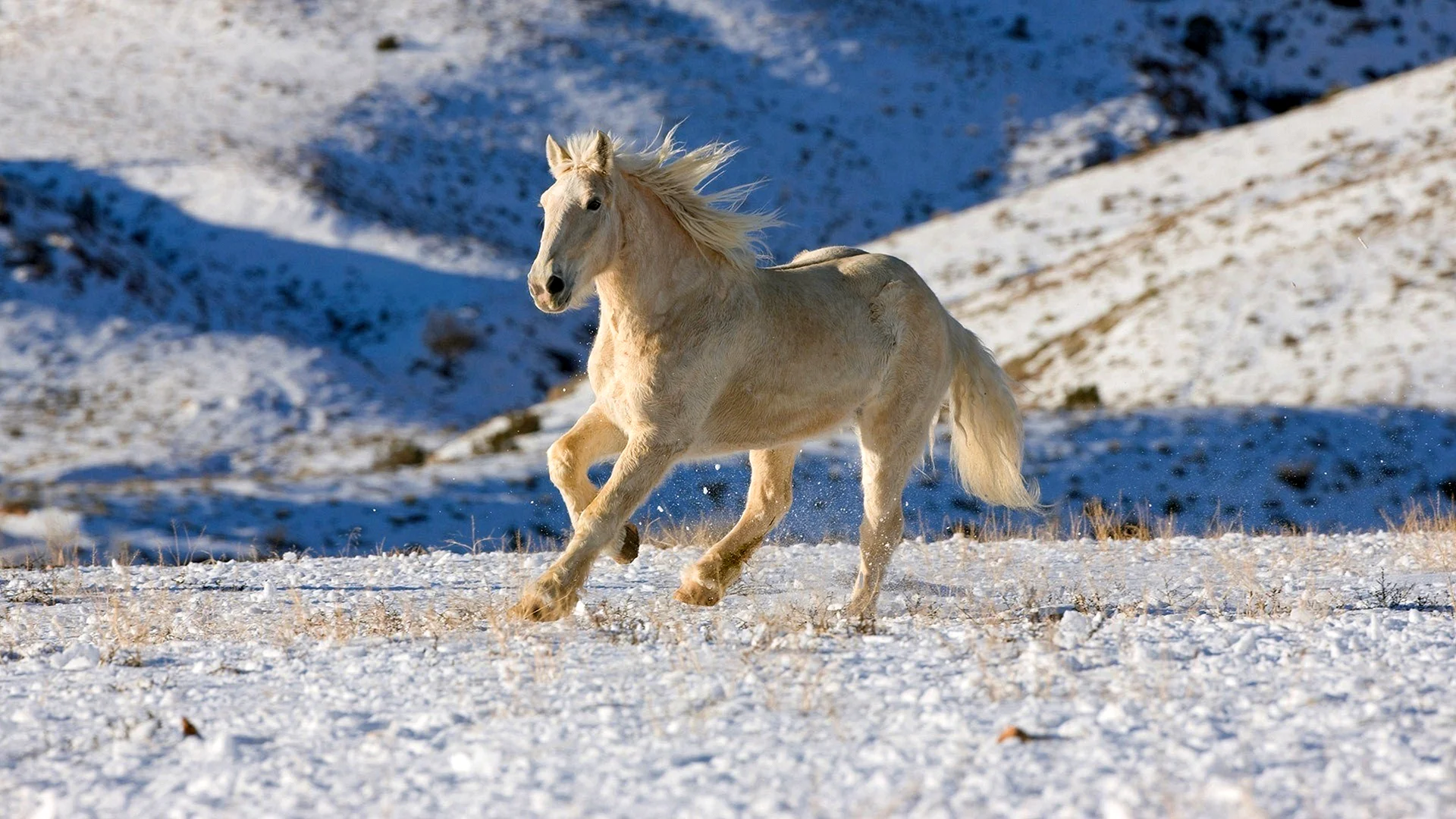 White Horse Running Wallpaper