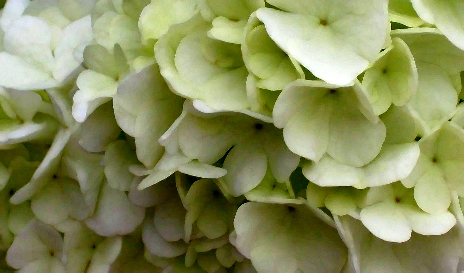 White Hydrangea Frame Wallpaper