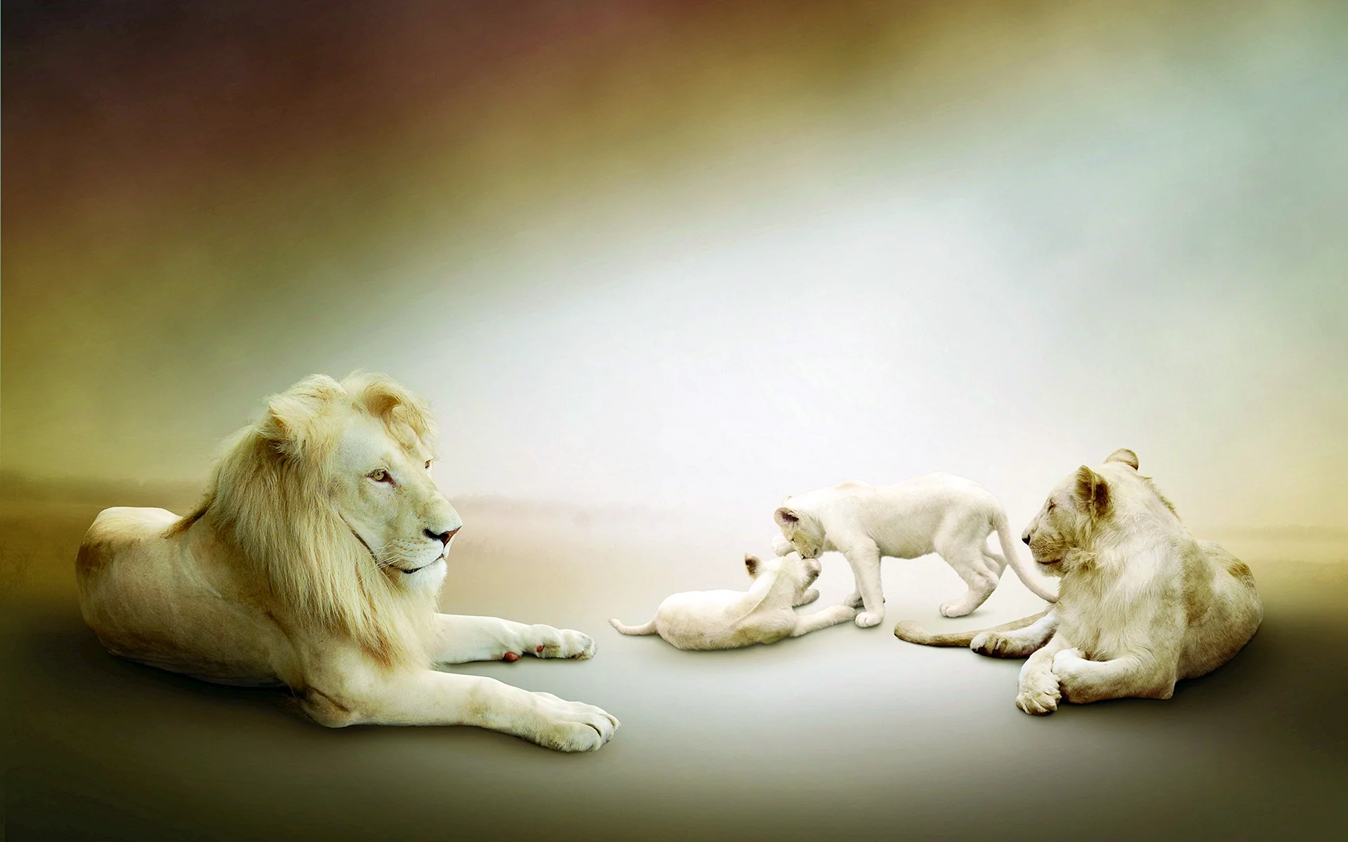 White Lion Wallpaper