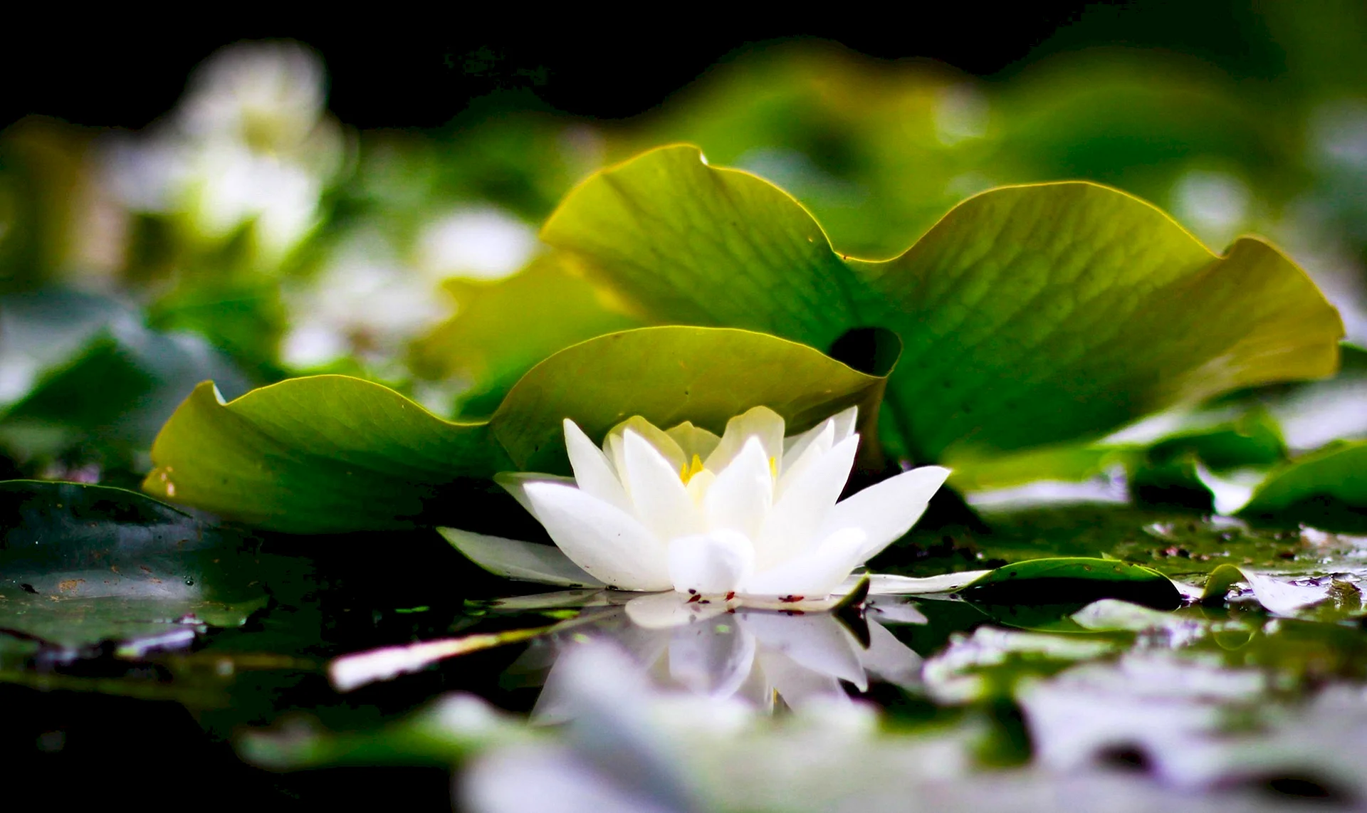 White Lotus Flower Background Wallpaper