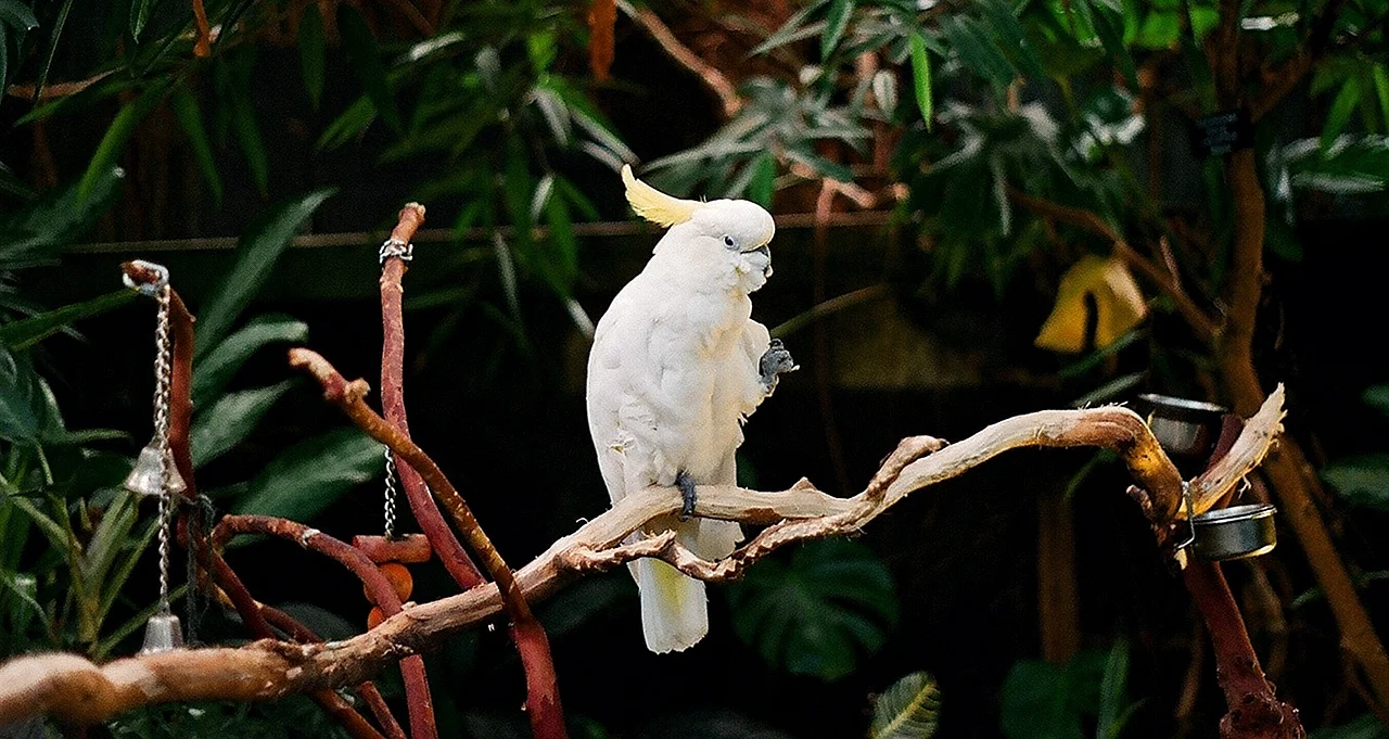 White Parrot Feather Wallpaper