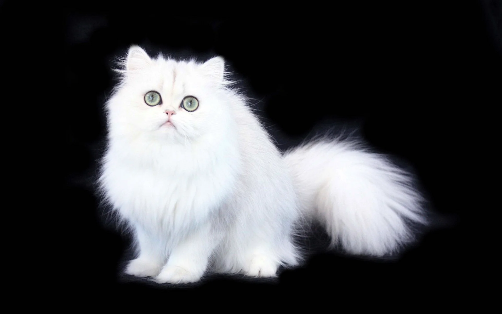 White Persian Cat Wallpaper