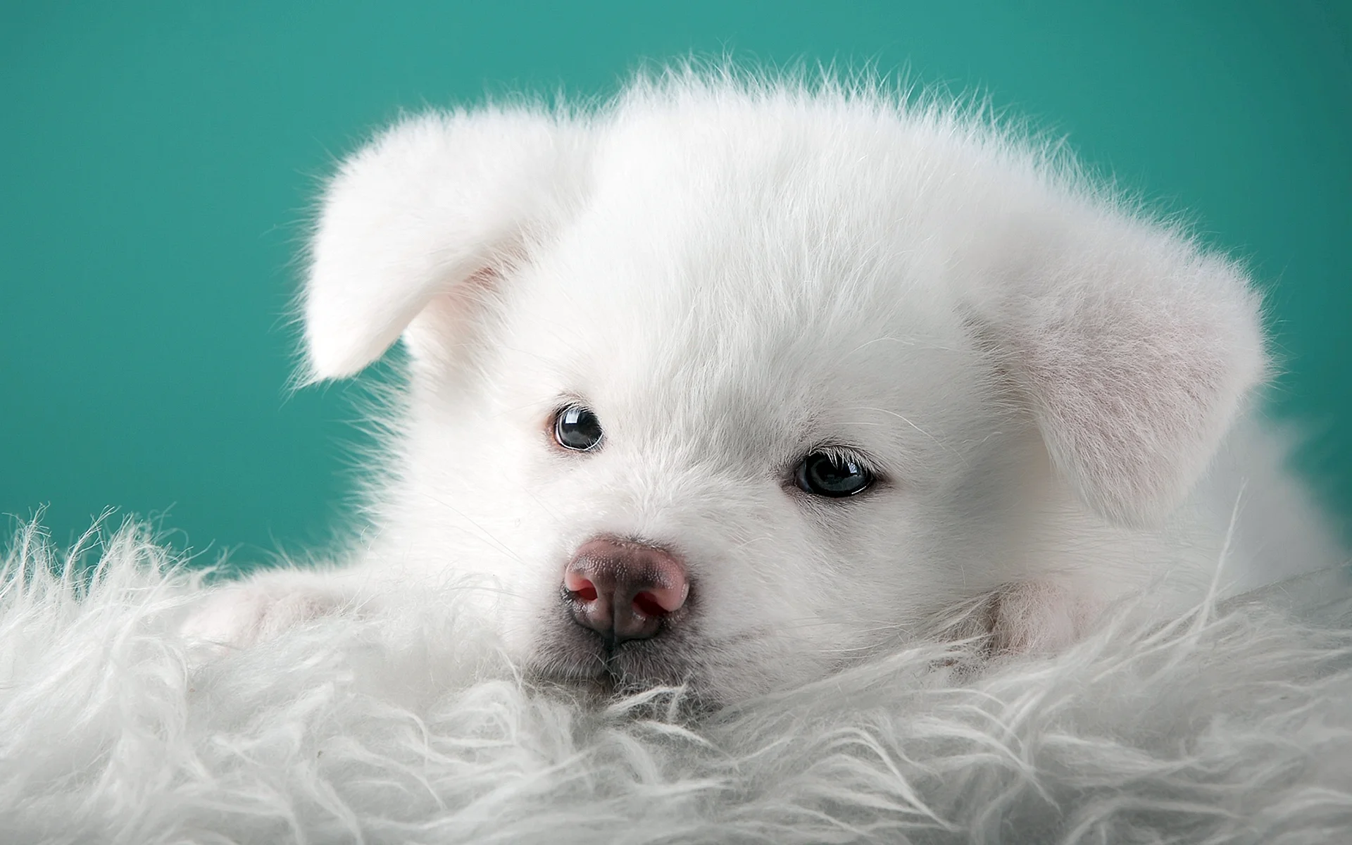 White Puppy Wallpaper