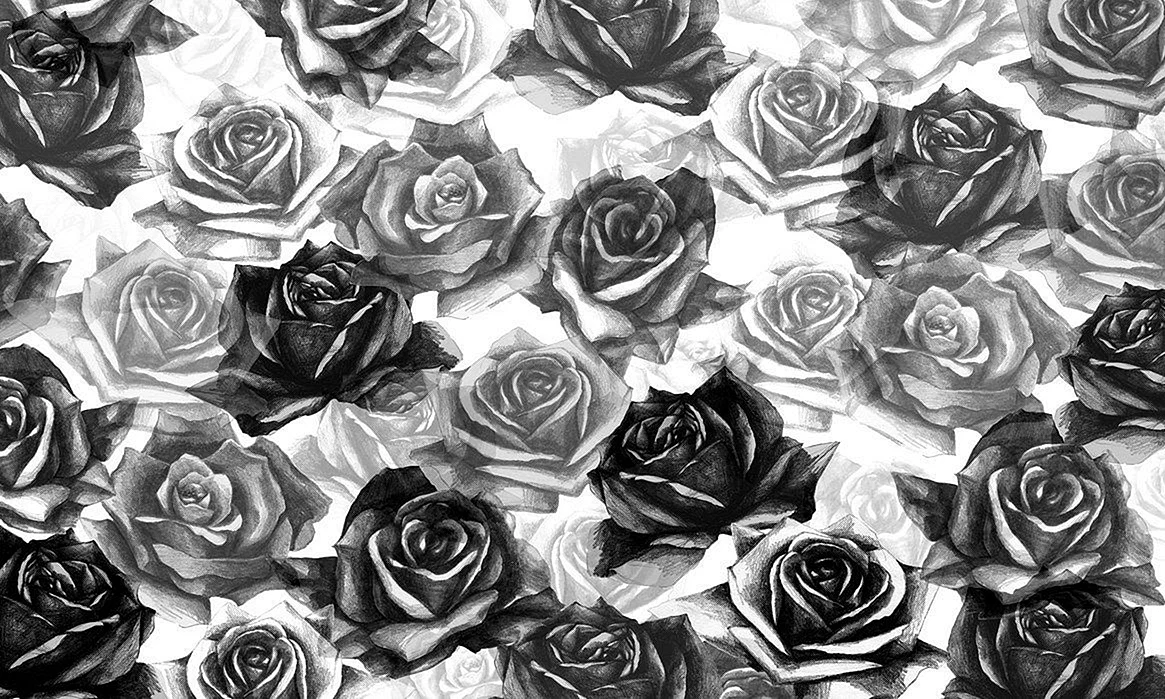 White Rose Black Background Wallpaper