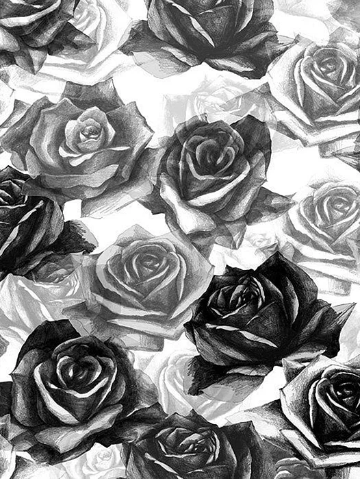 White Rose Black background Wallpaper