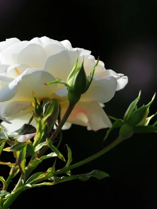 White Rose Flower Wallpaper