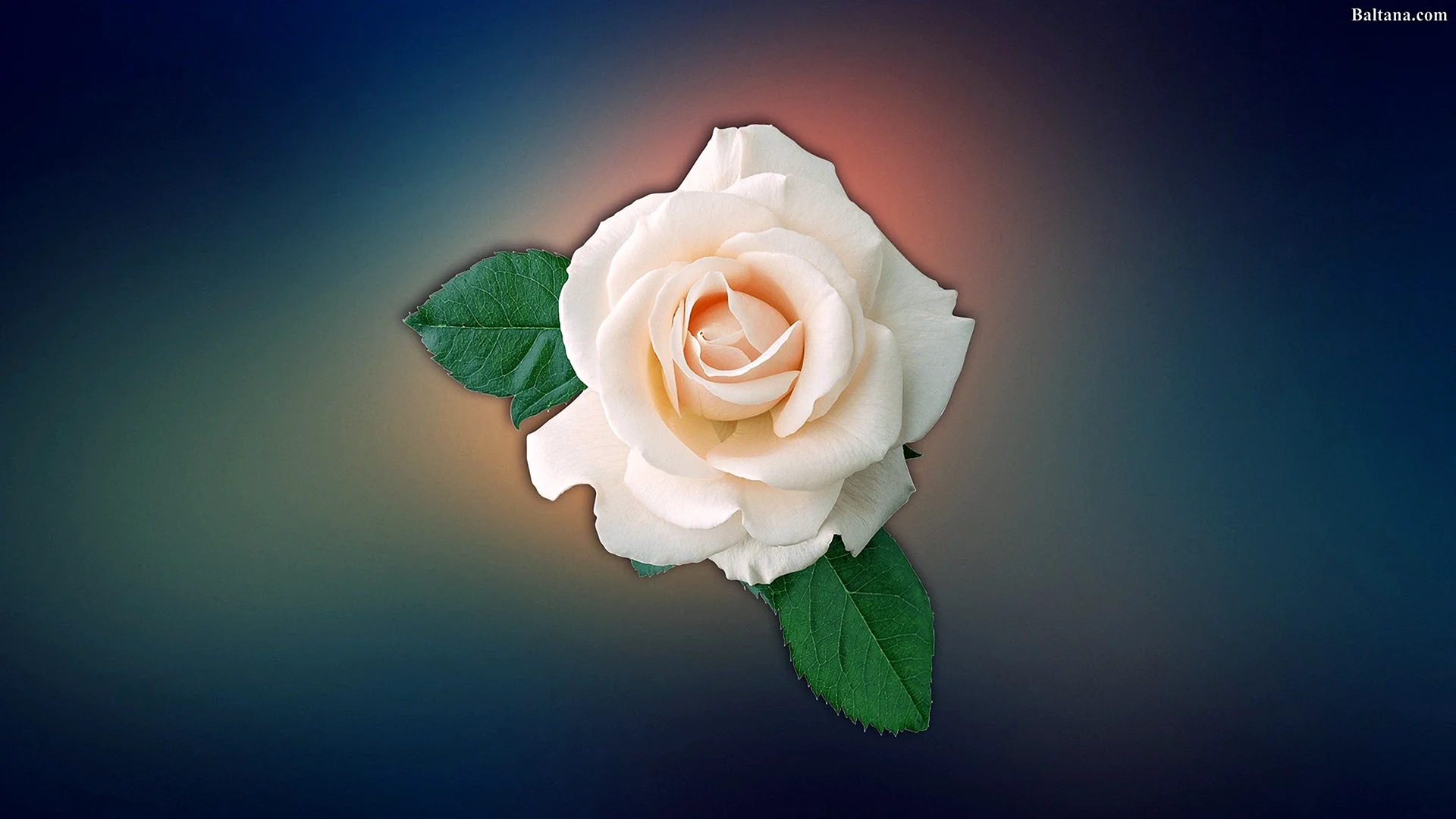White Rose Vector Wallpaper