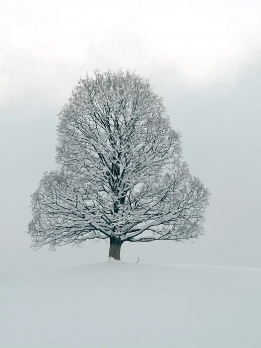 White Snow Tree Wallpaper