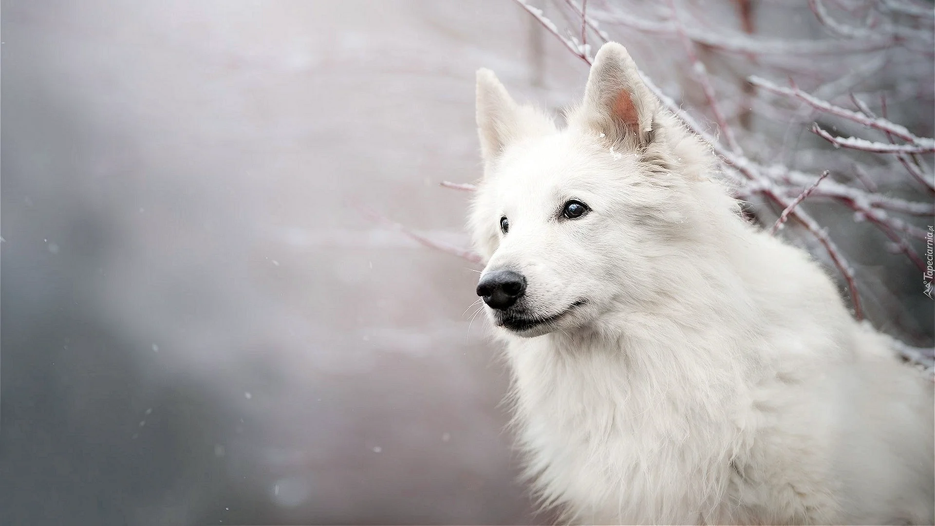 White Swiss Shepherd Snow Wallpaper