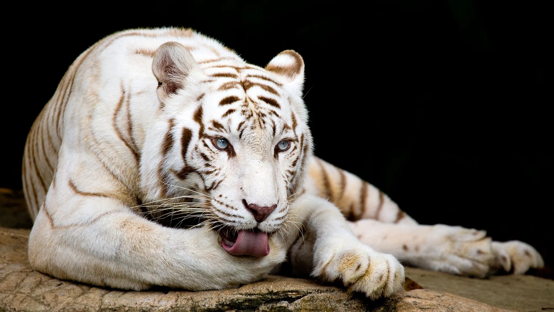 White Tiger Wallpaper