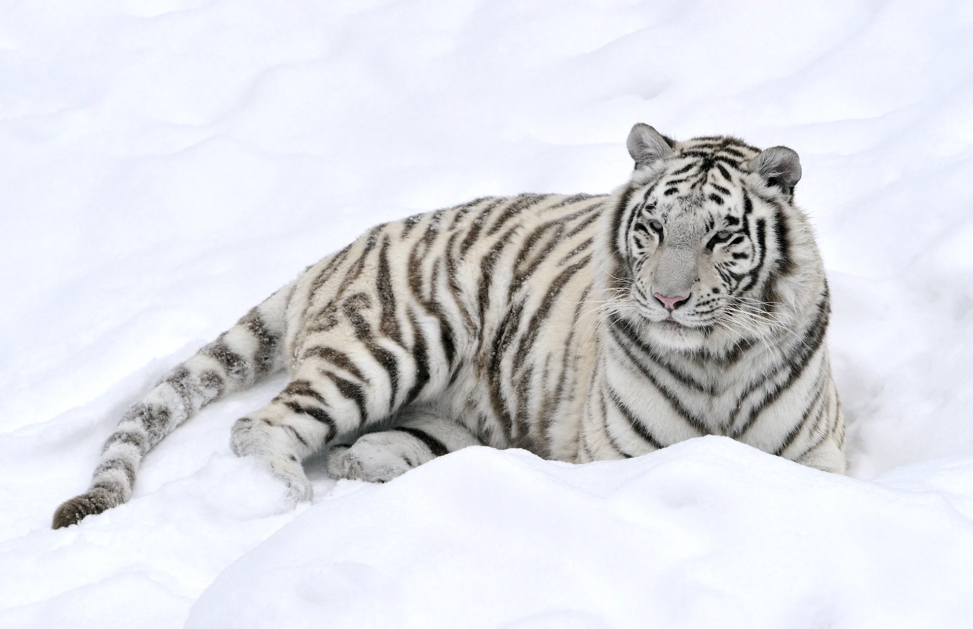 White Tiger Wallpaper