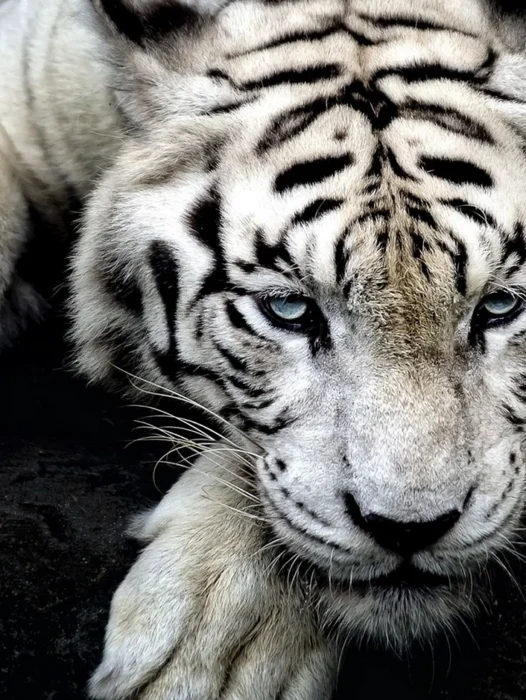 White Tiger Wallpaper For iPhone