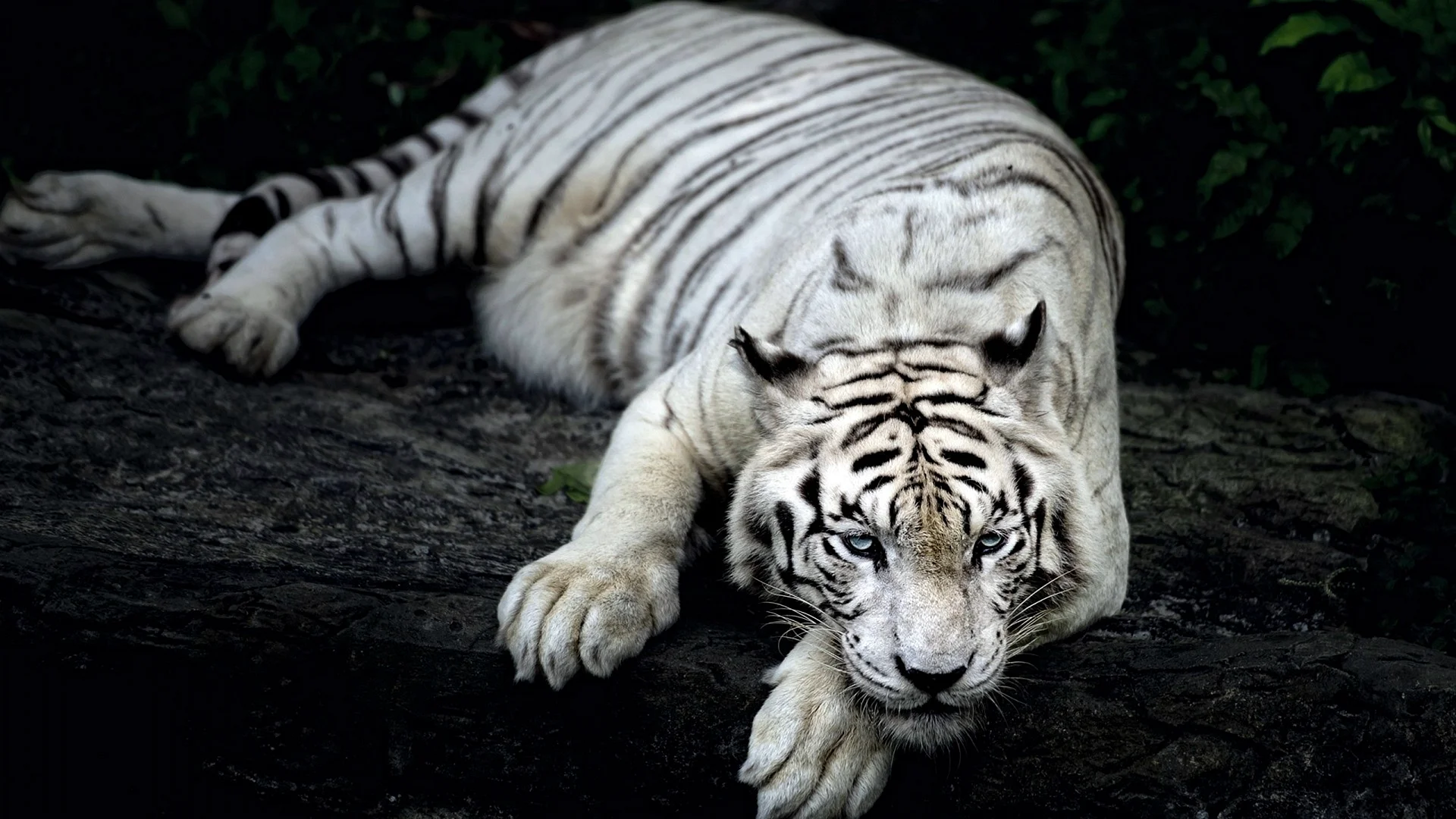 White Tiger Wallpaper