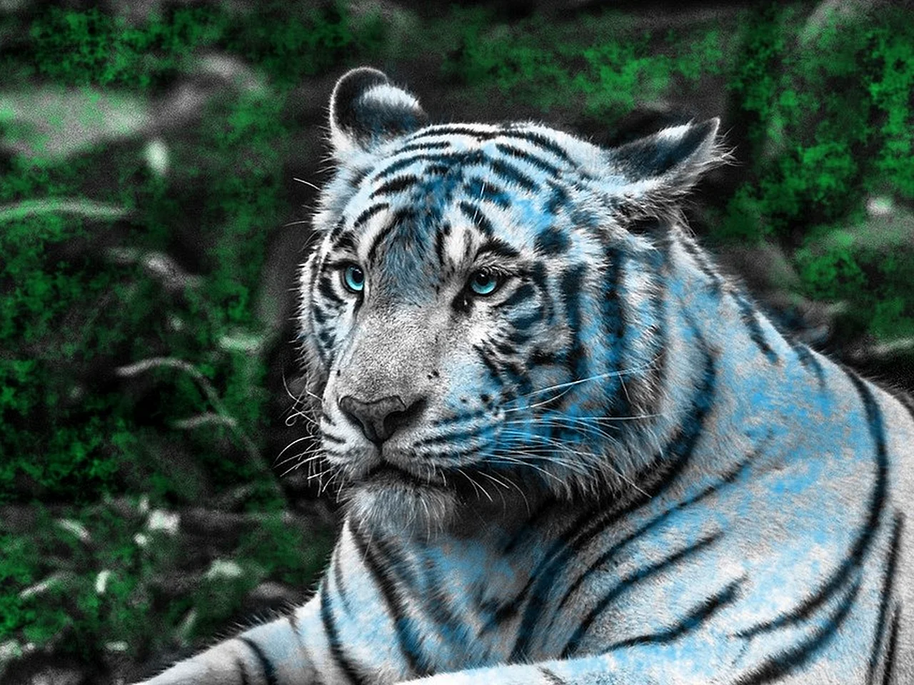 White Tiger Wallpaper