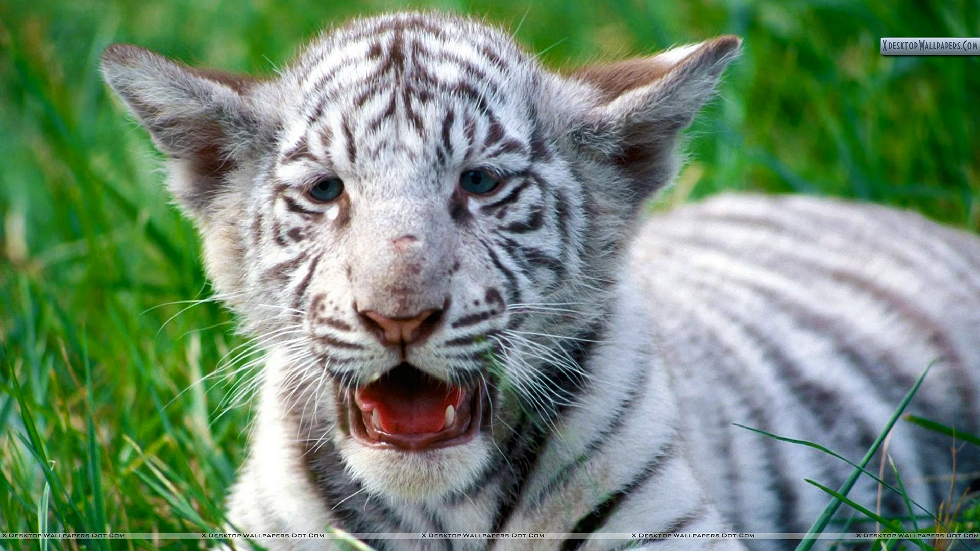 White Tiger Cub Wallpaper