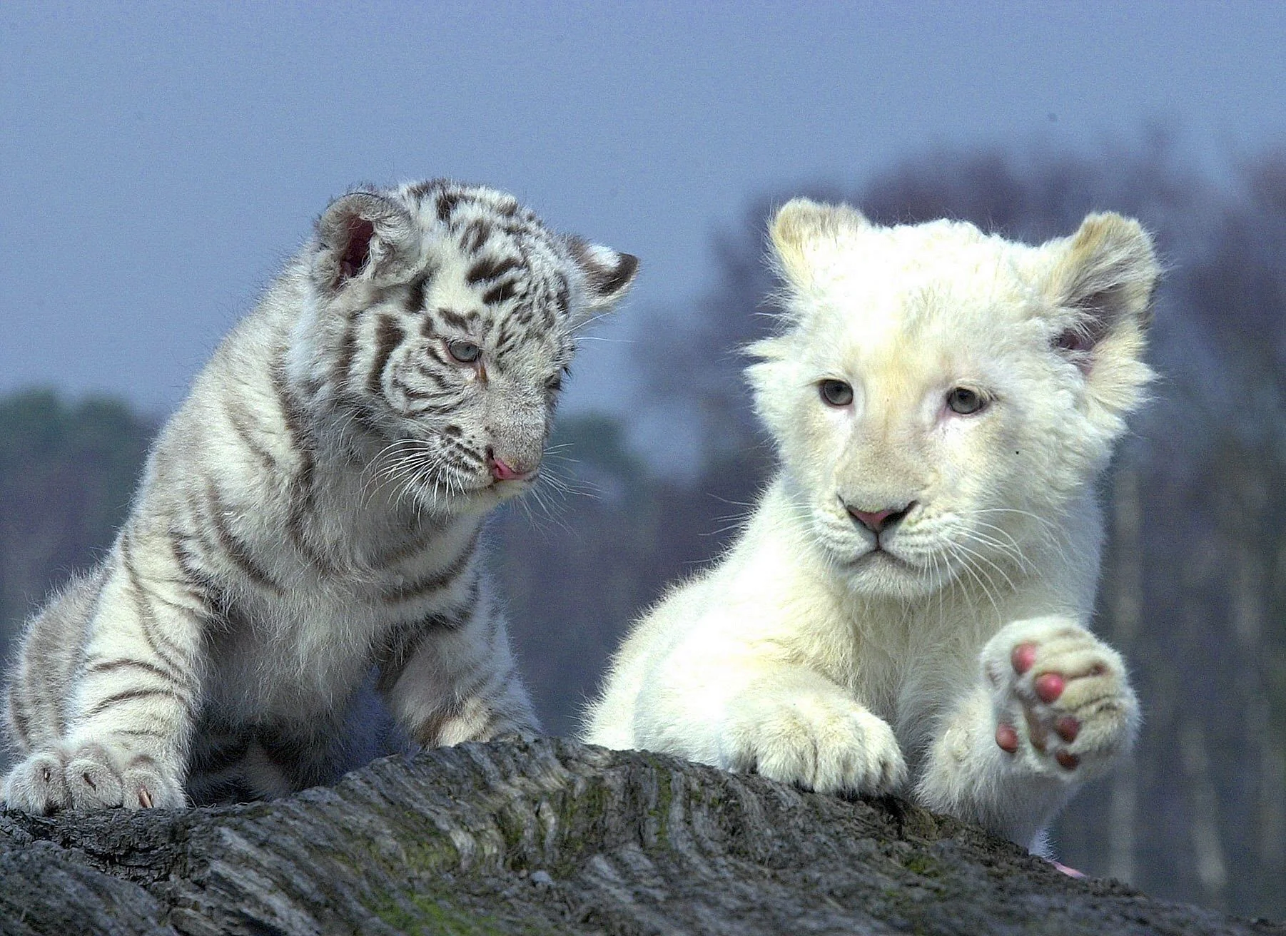 White Tiger Cub Wallpaper