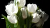 White Tulip Wallpaper