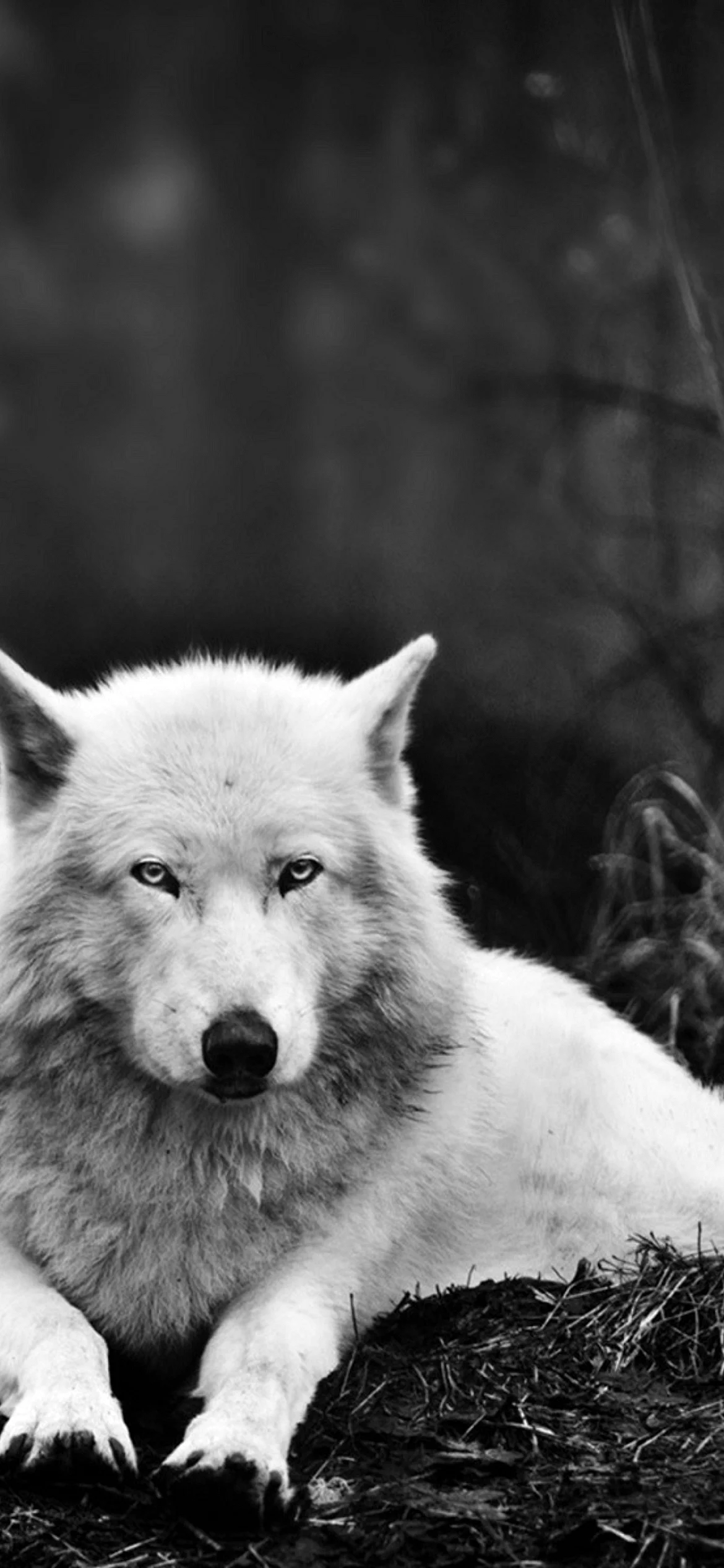 White Wolf Star Wallpaper for iPhone 12 Pro