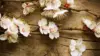 White Wood Flower Wallpaper