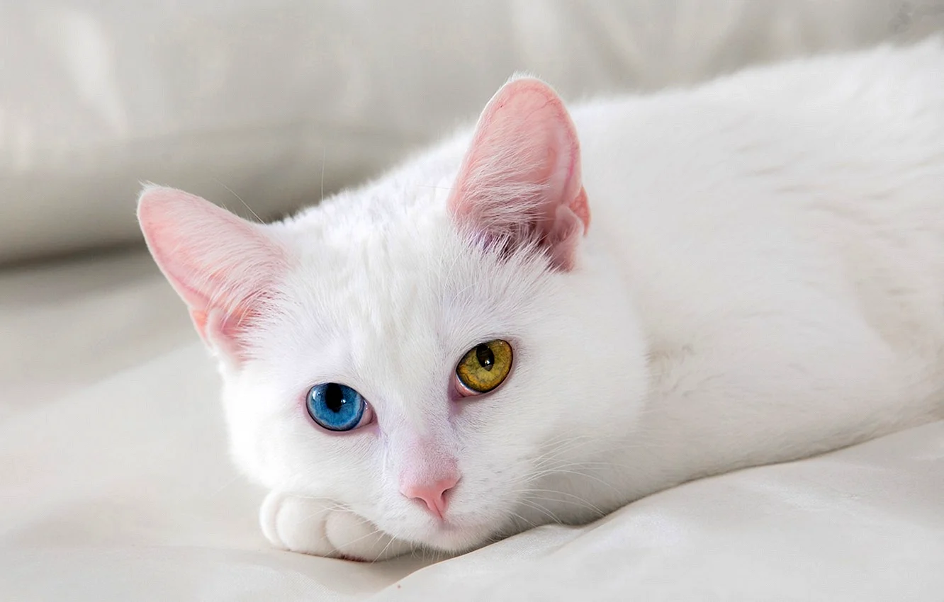 White Cat Wallpaper