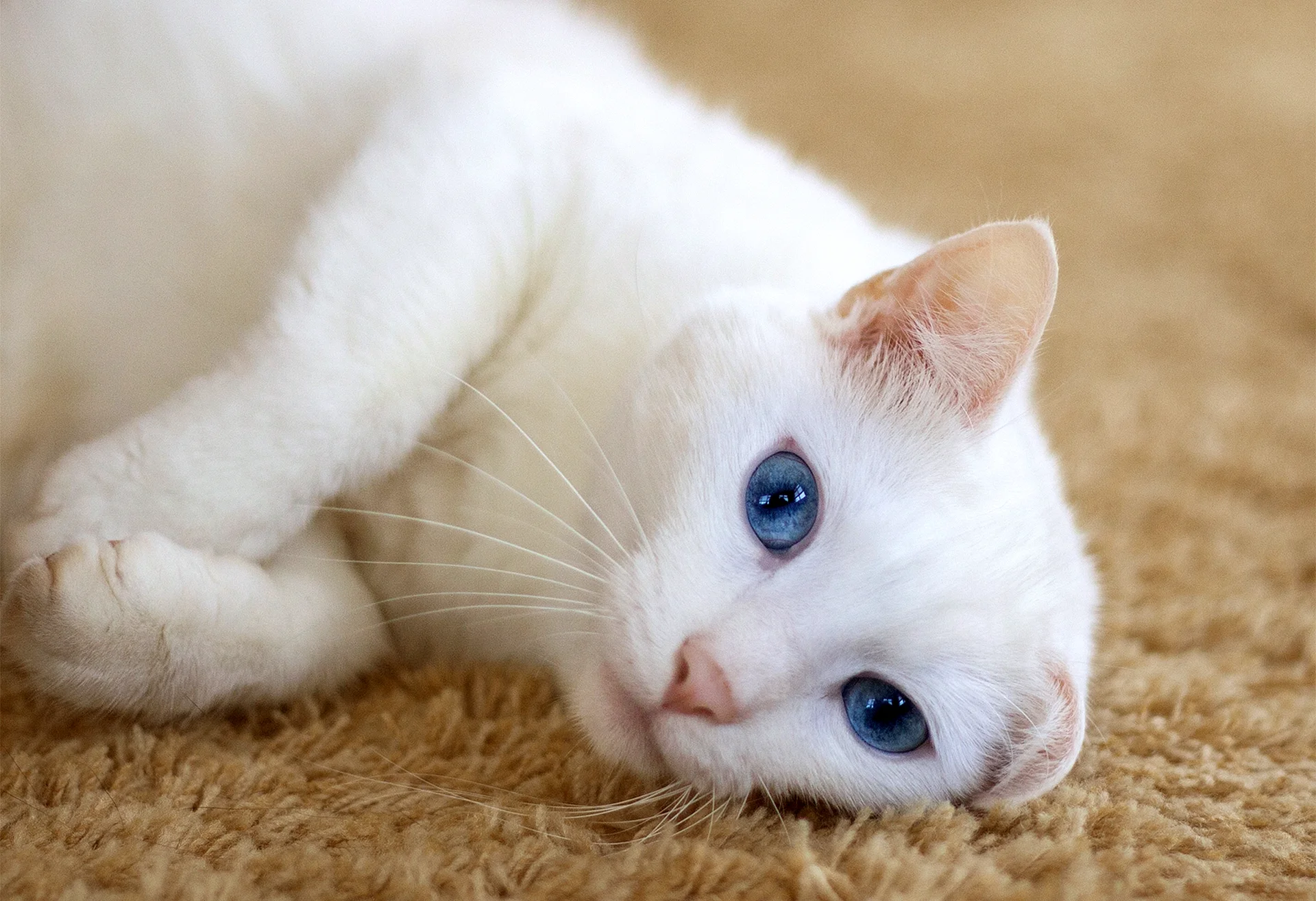 White Cat Wallpaper