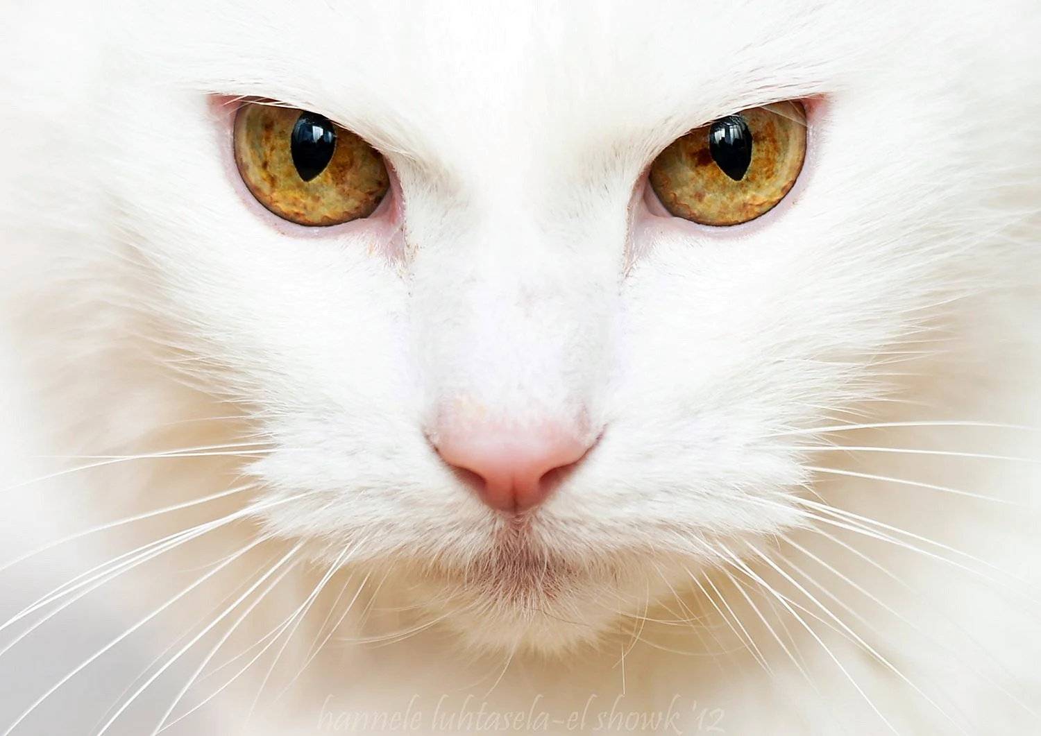 White Cat Face Wallpaper