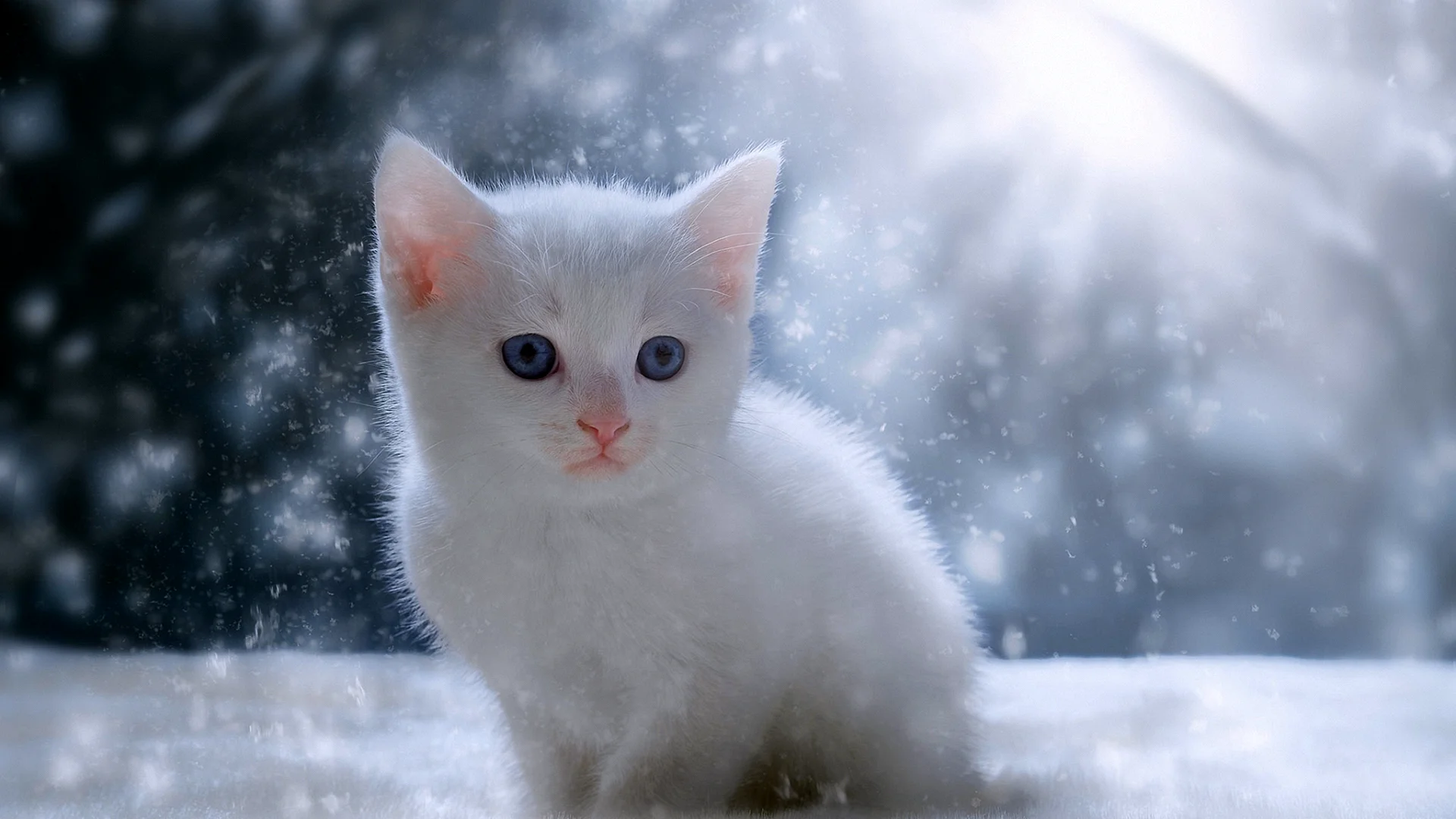 White Cat Snow Wallpaper